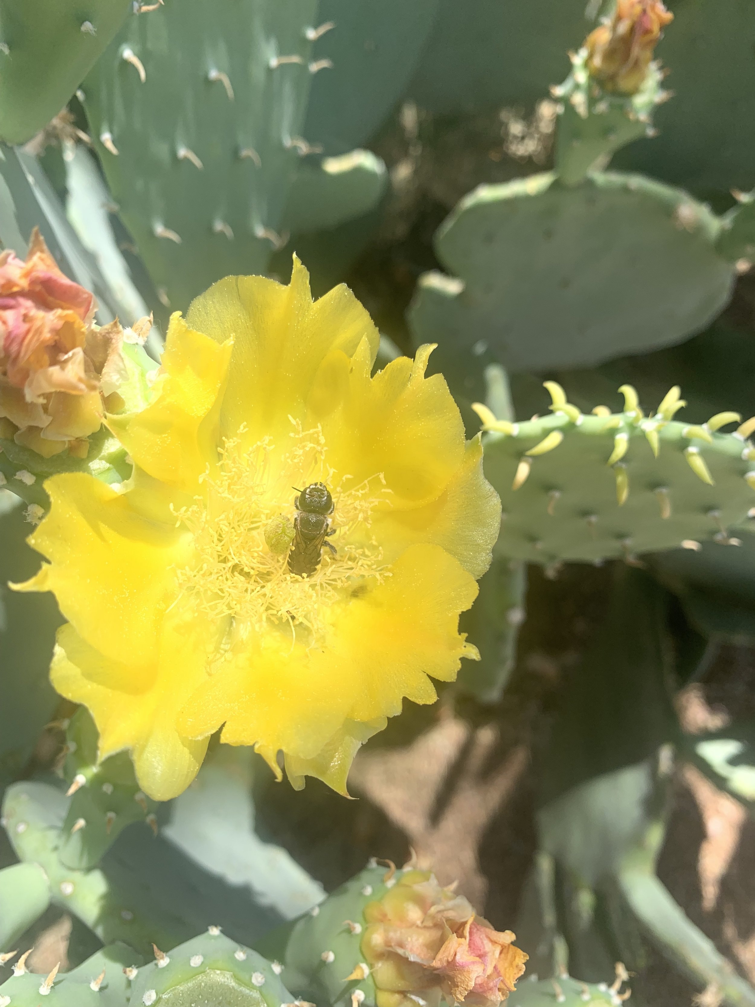 Sedona Plant Walk