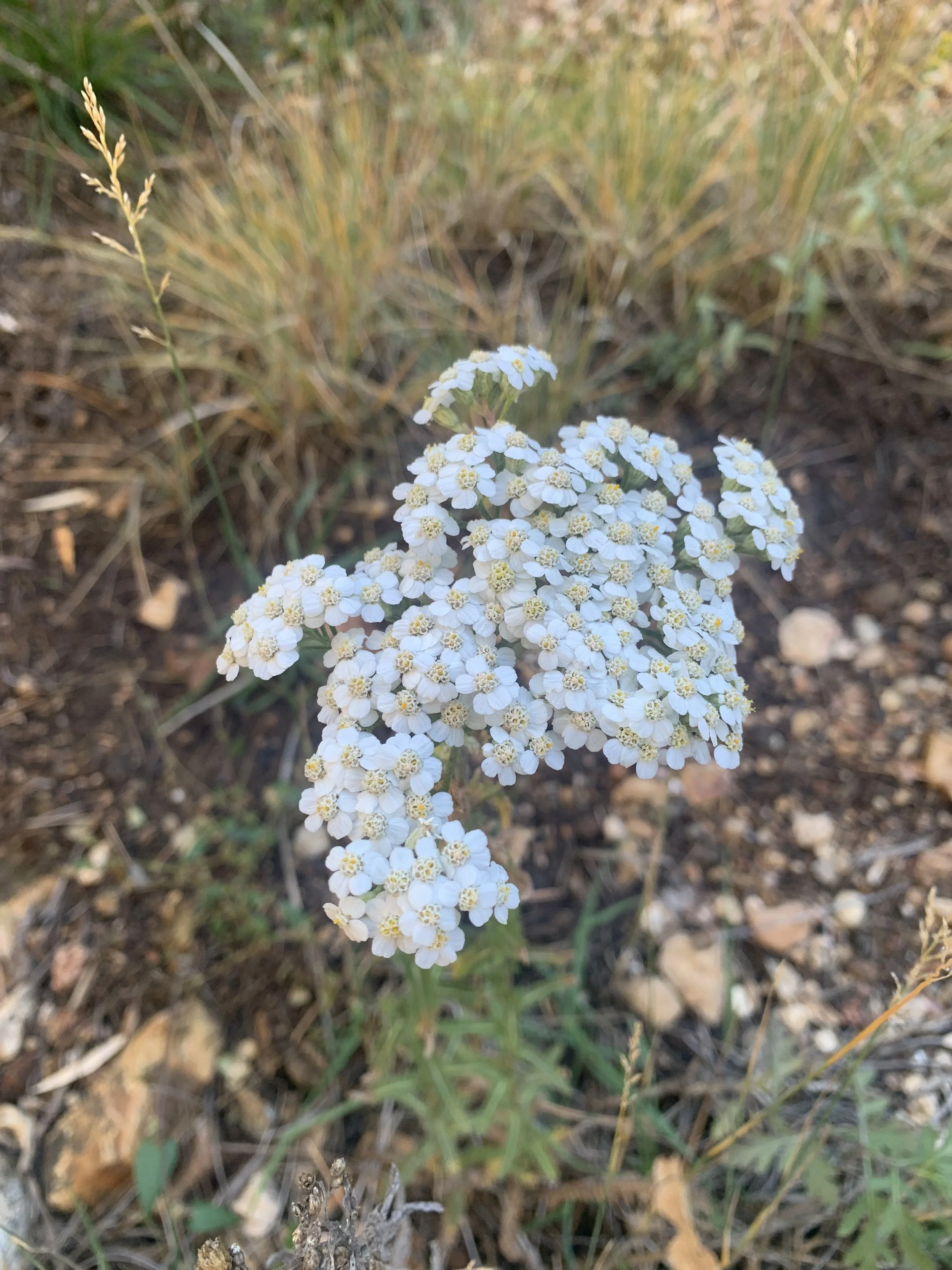 Bioregional Plant Walk