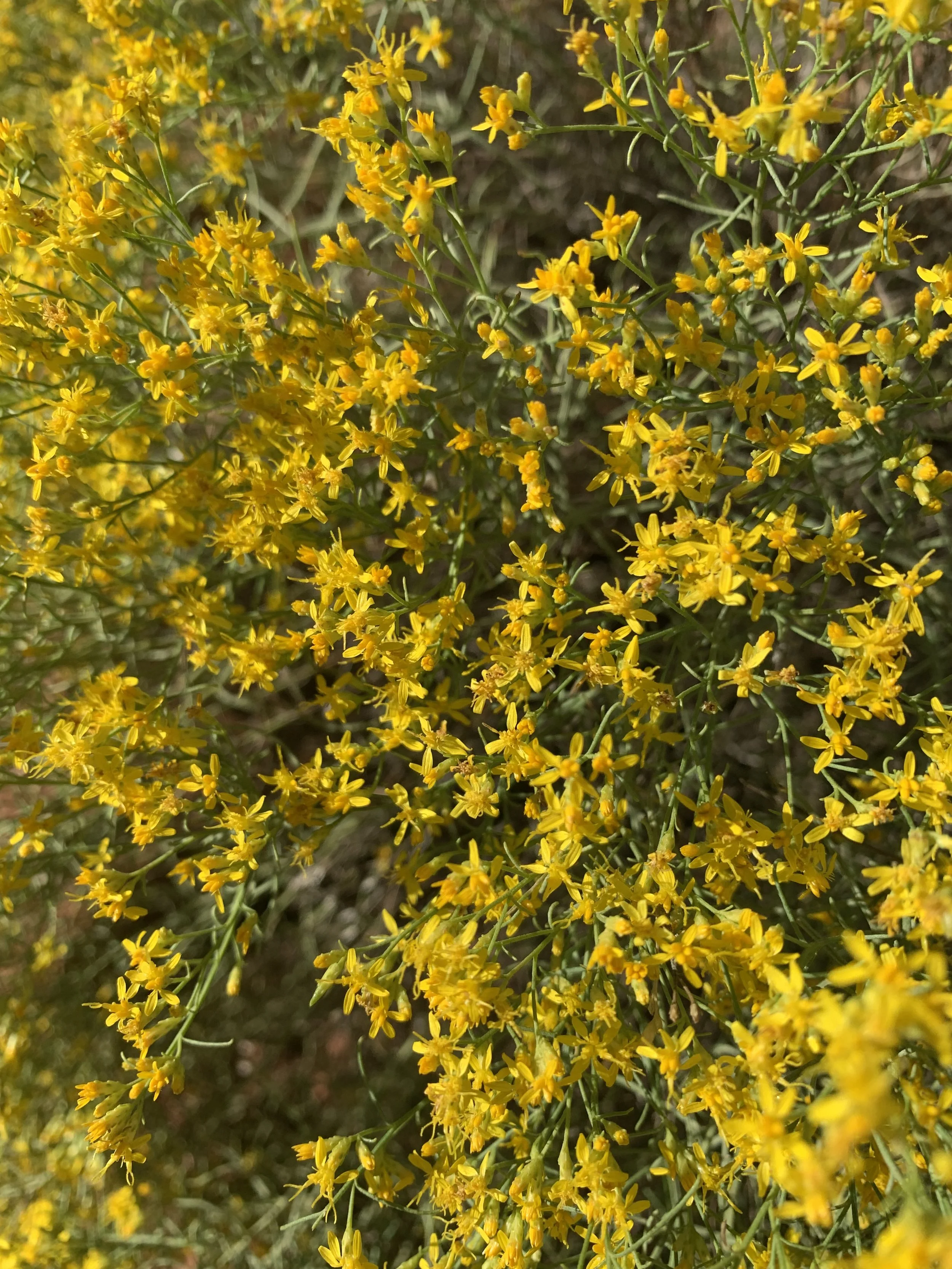 Sweet & Sour Potions