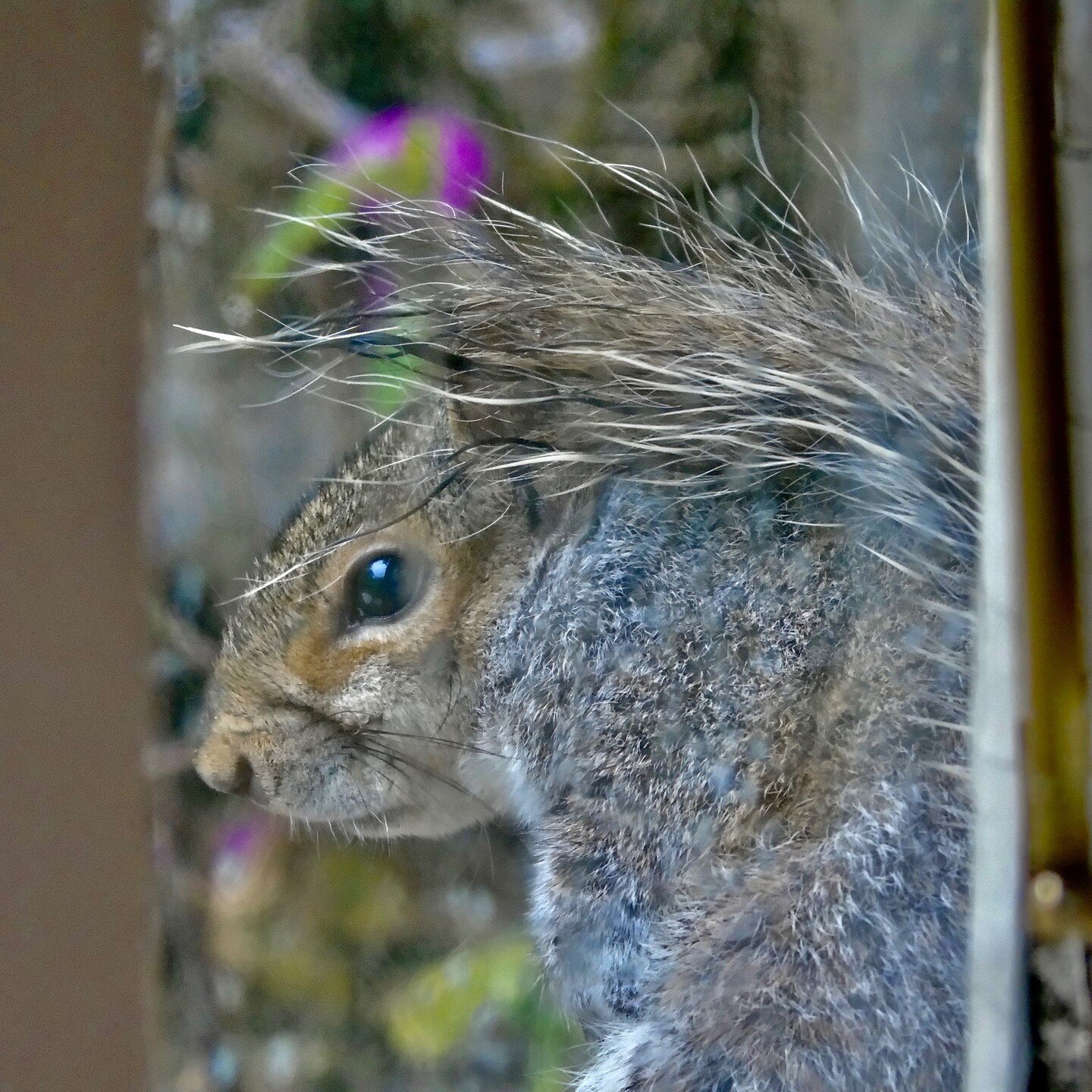 At the old house, this little chap used to sit on the windowsill outside my study fairly regularly. I used to enjoy watching him leap between the line of chestnut trees along the garden edge, and help himself to wild cherries from the tree outside my