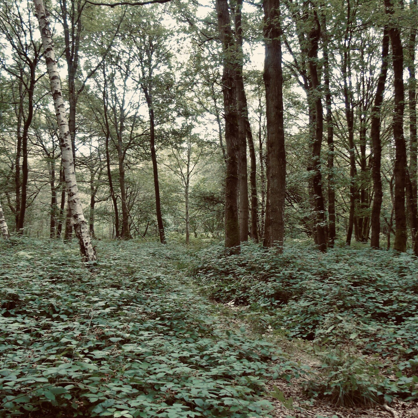 &quot;Away, away, from men and towns, ⁣
To the wild wood and the downs&mdash; ⁣
To the silent wilderness ⁣
Where the soul need not repress ⁣
Its music...&quot; (Shelley)⁣
⁣
Brief visit to one of my favourite places yesterday - Singe Wood, one of the 