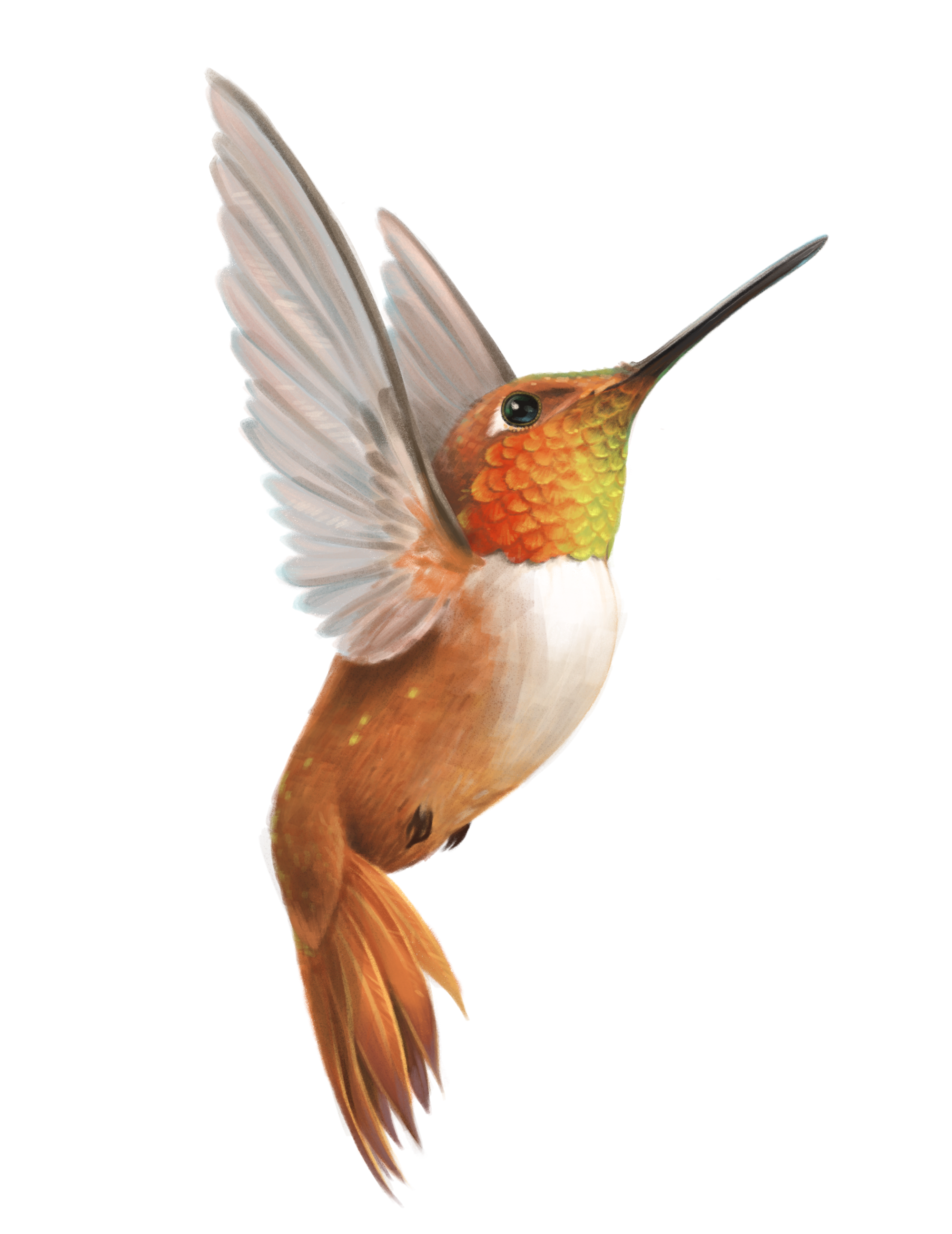 Birds_Hummingbird.png