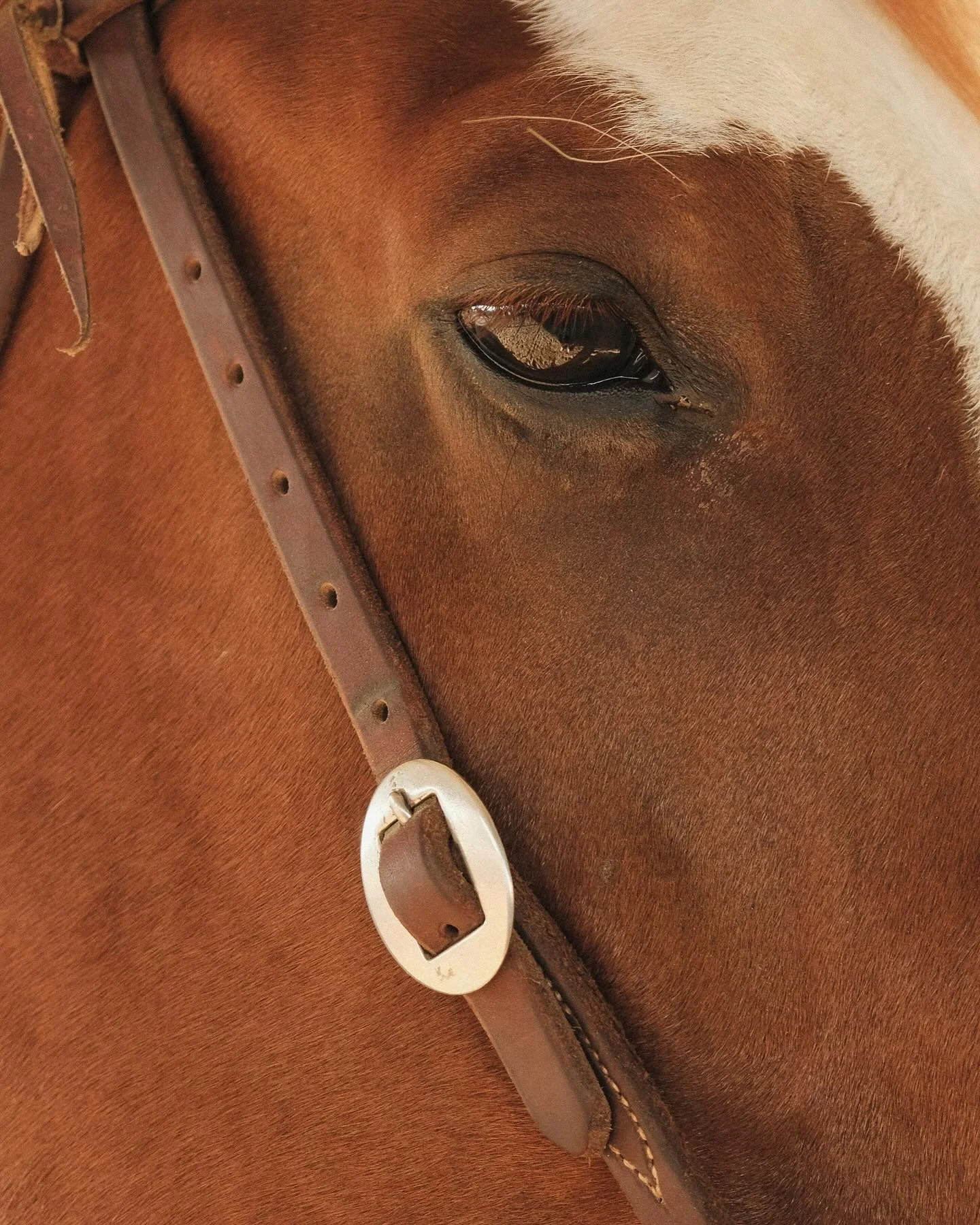 Kolby and Big, in their element 💫