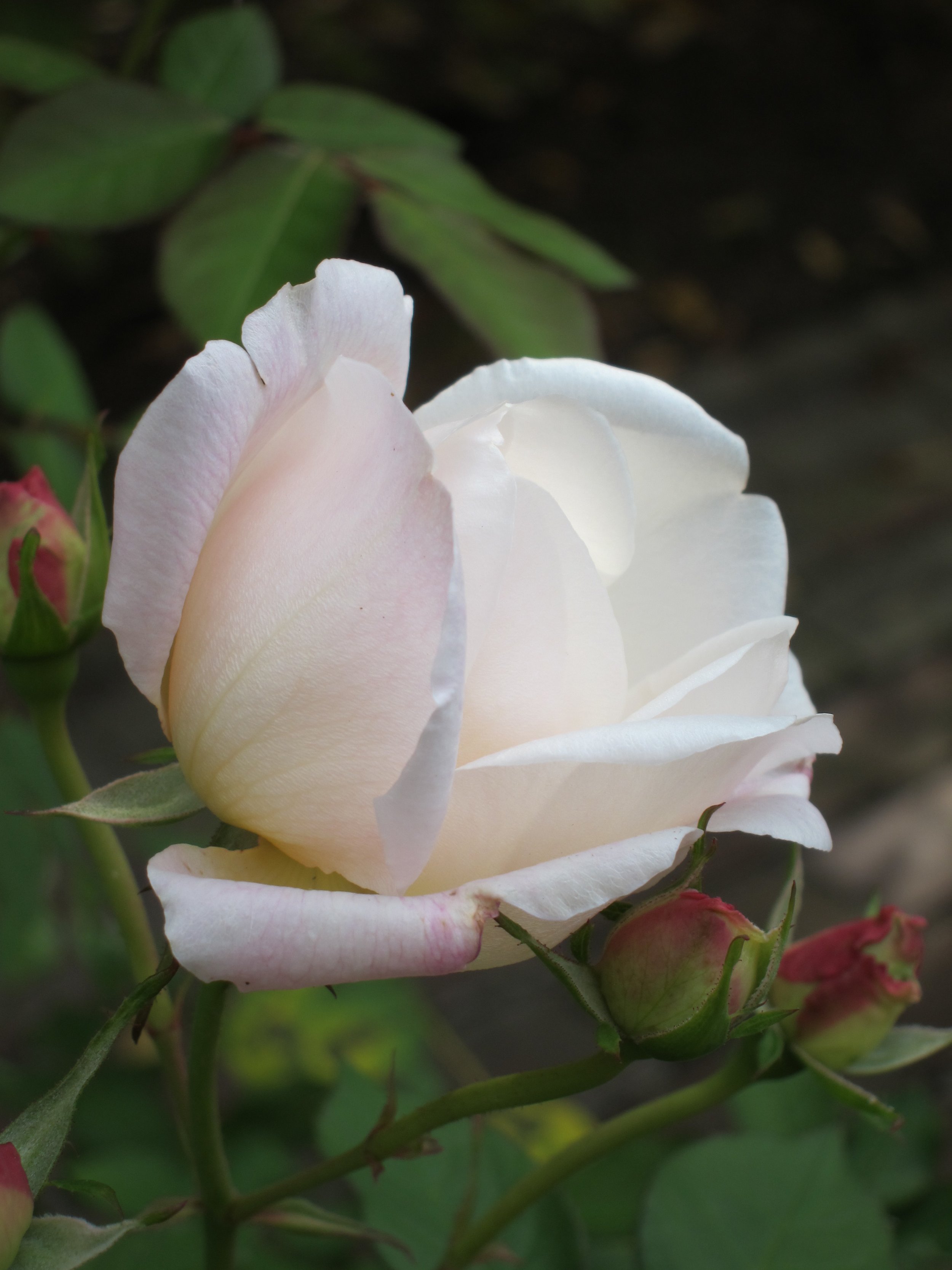 Tips for women living authentically after a certain age