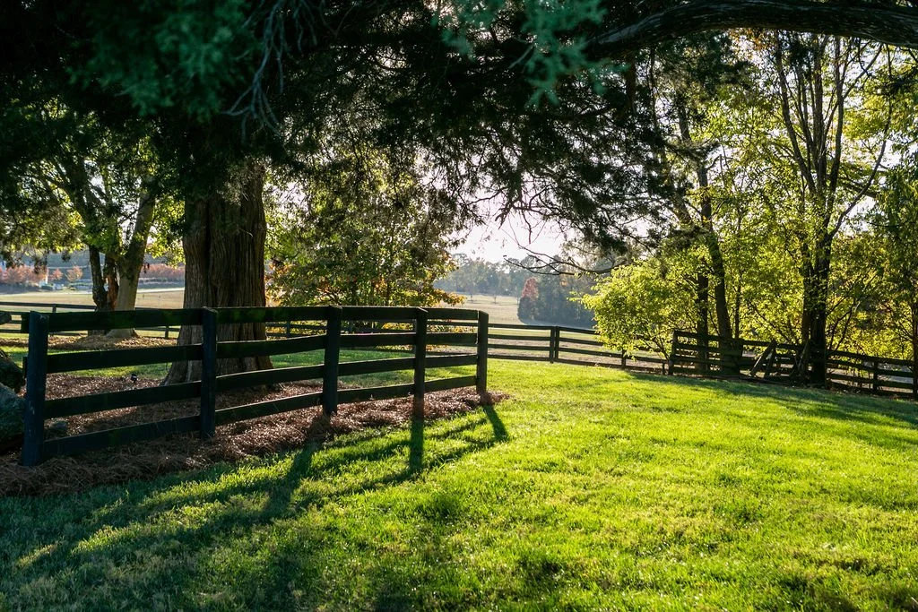 Sunny field with wooden fence and trees