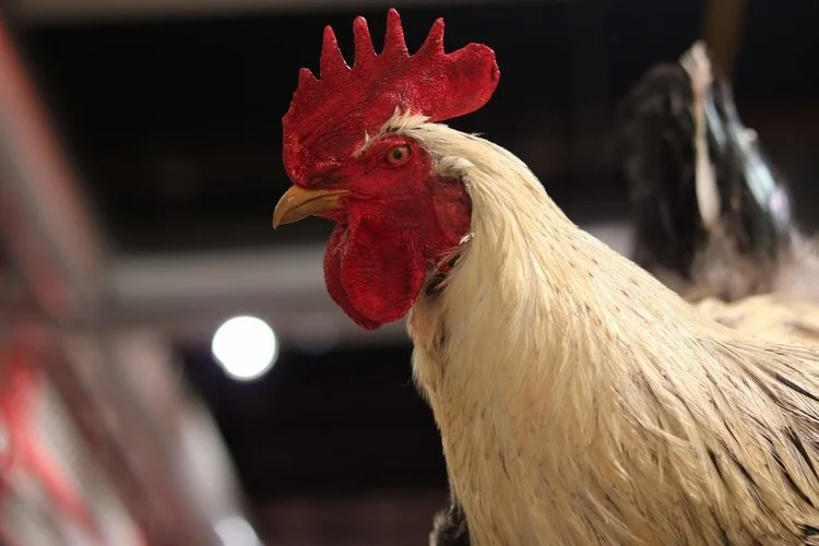 Nicole Lebenson Angulo