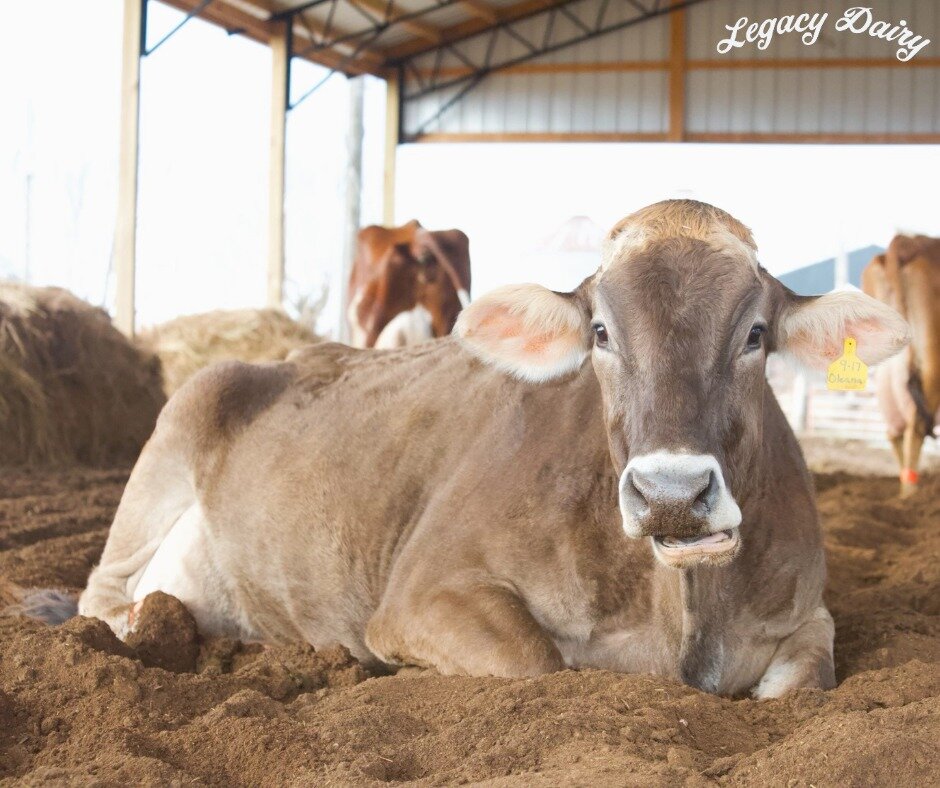 It's #CowAppreciationDay and we are udderly excited to celebrate our ladies! Because our girls are the backbone of our farm, we make sure they are cool and comfortable by providing them with shade in our pack barn and unlimited fresh drinking water, 