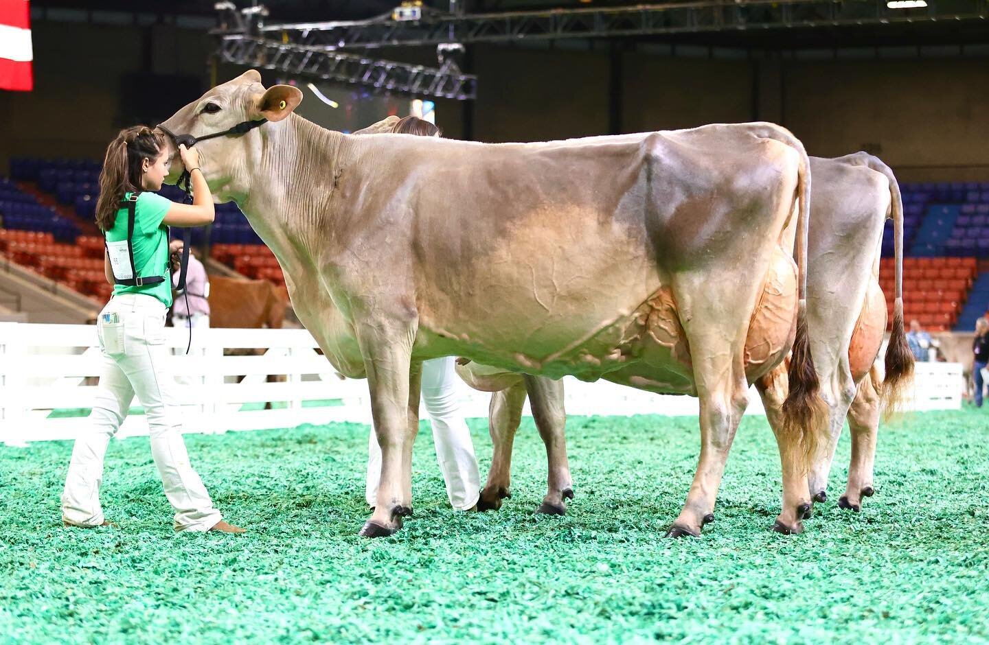 We might be a little biased, but we know we have some pretty ladies that call Legacy Dairy home. Six of those ladies competed at the Kentucky State Fair this past week and accolades included Grand Champion Brown Swiss, Reserve Grand Champion Brown Sw