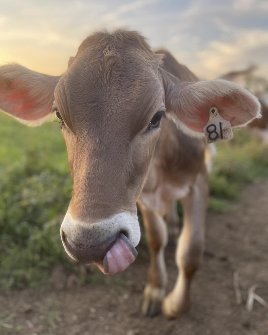 Did someone say it was Tuesd&hellip;I mean #TongueOutTuesday?!

#brownswiss #browncow #dairycows #dairy #heifer #kyag365 #kentuckyproud #kyproud