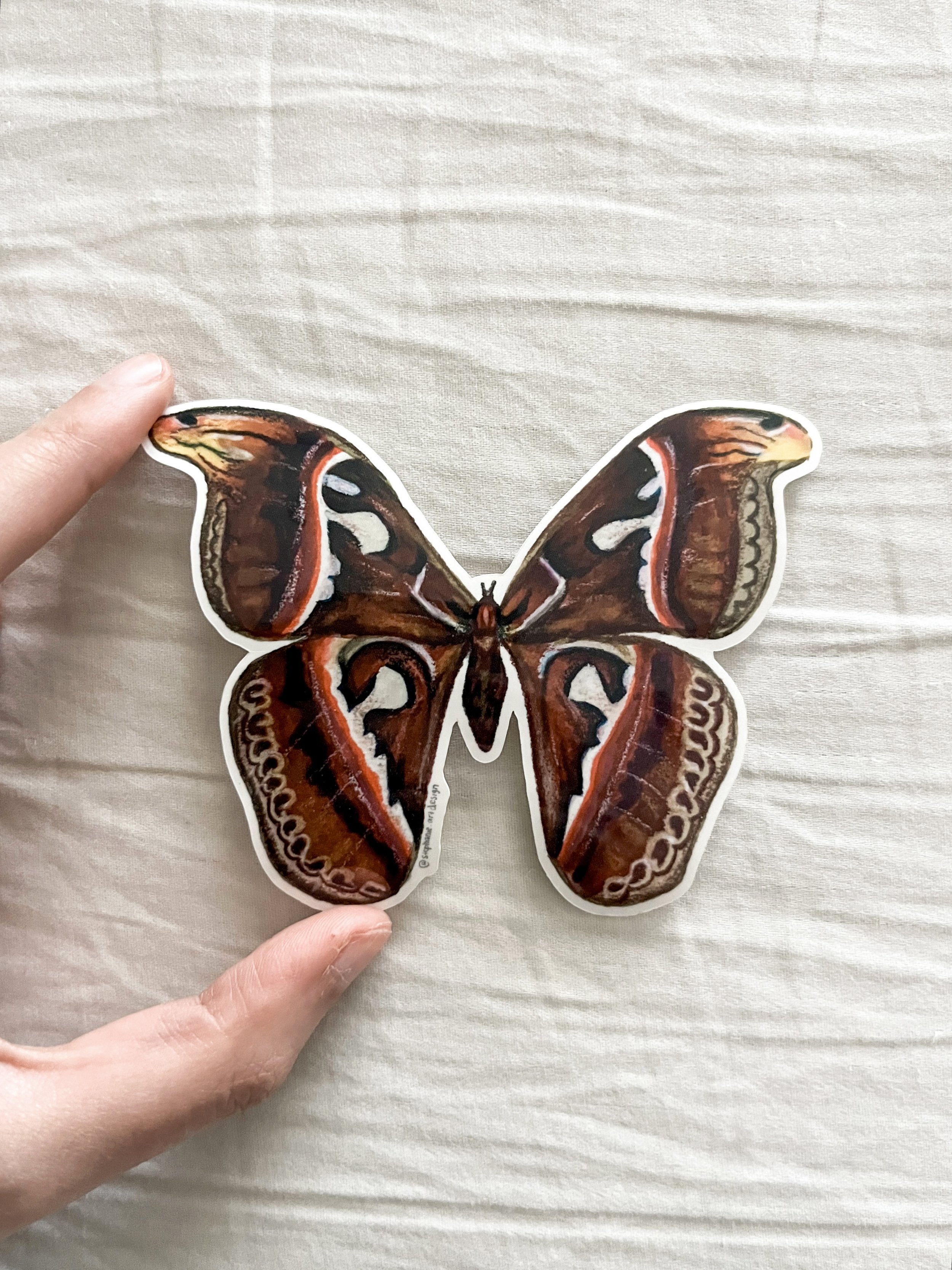 Atlas Moth 2.jpeg