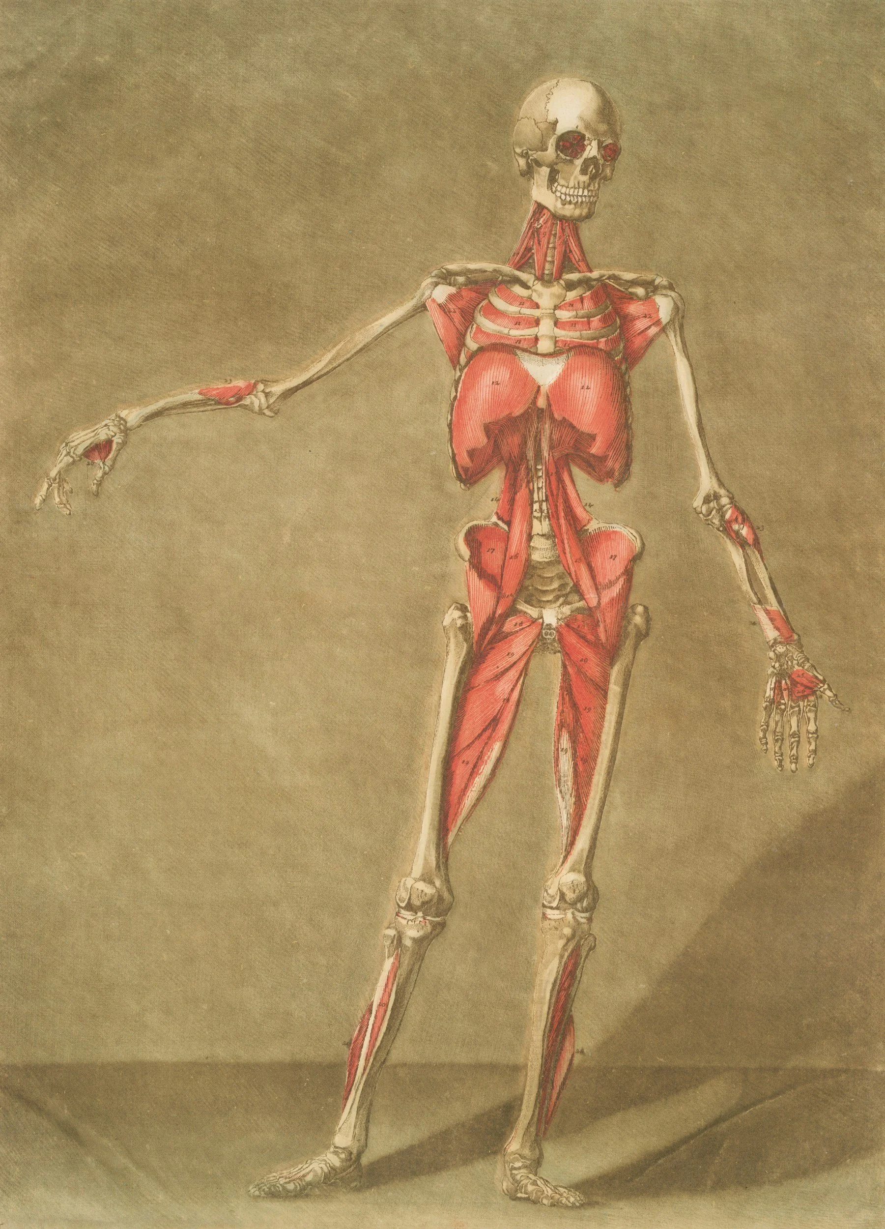 Embodied Anatomy & Physiology