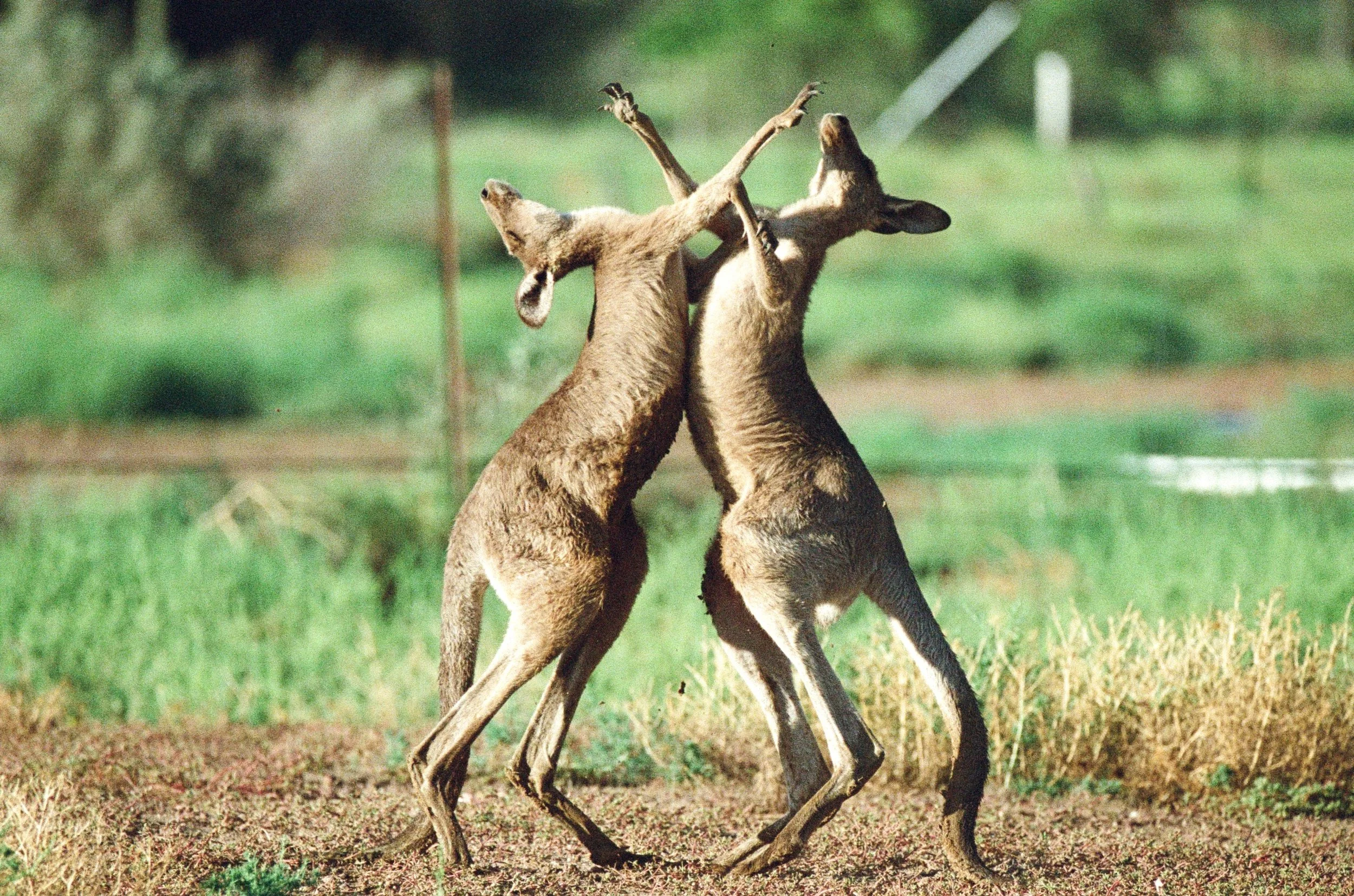 Roo - this will need straightening .jpg