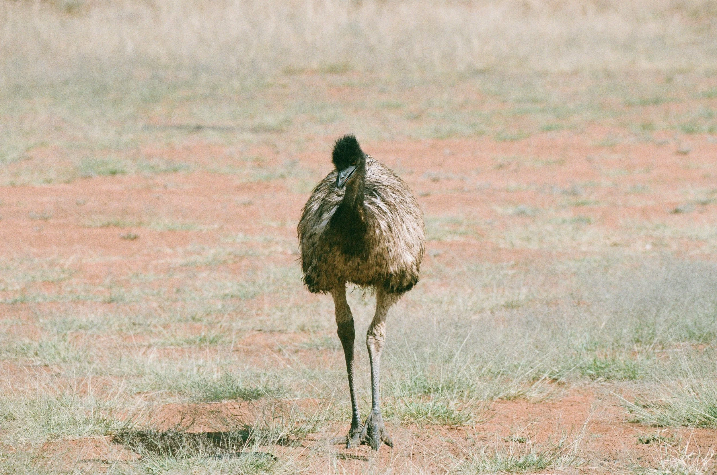 Emu.jpg