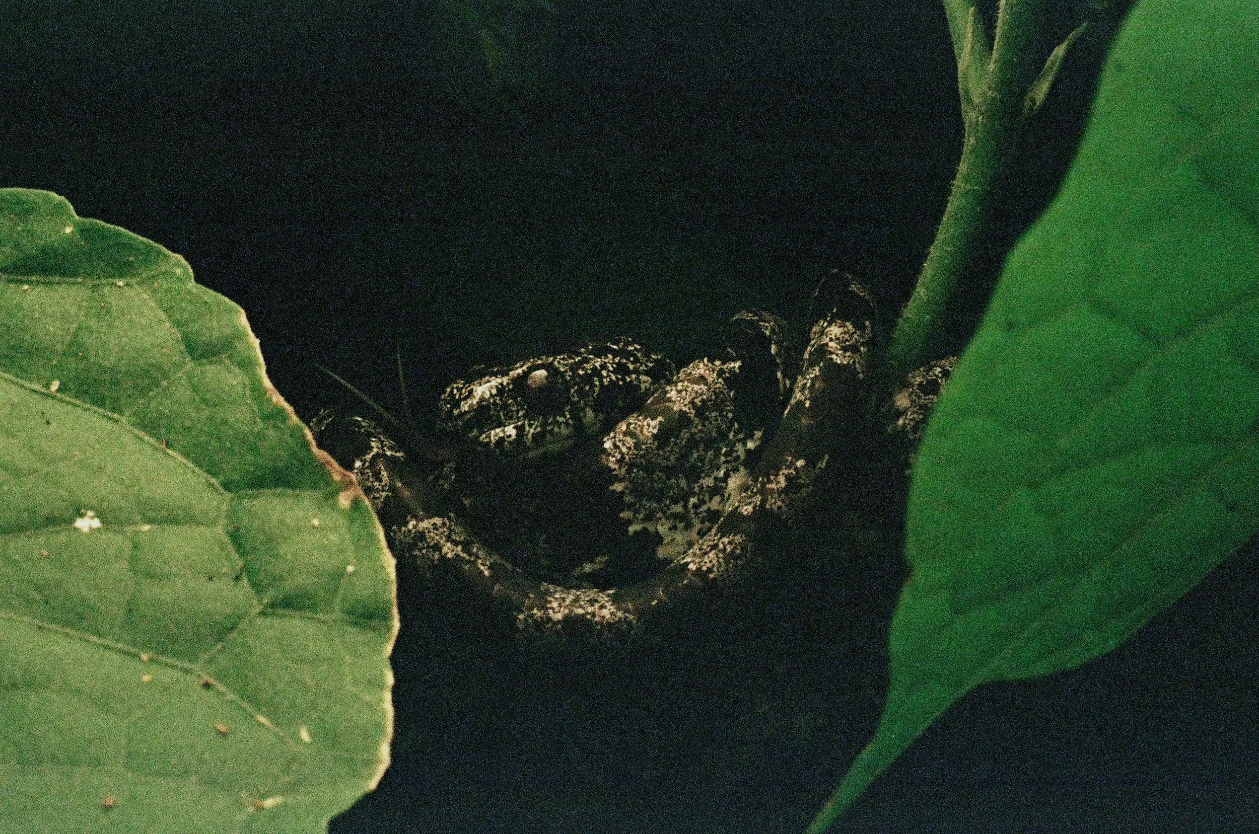 000080110011_14A.jpg