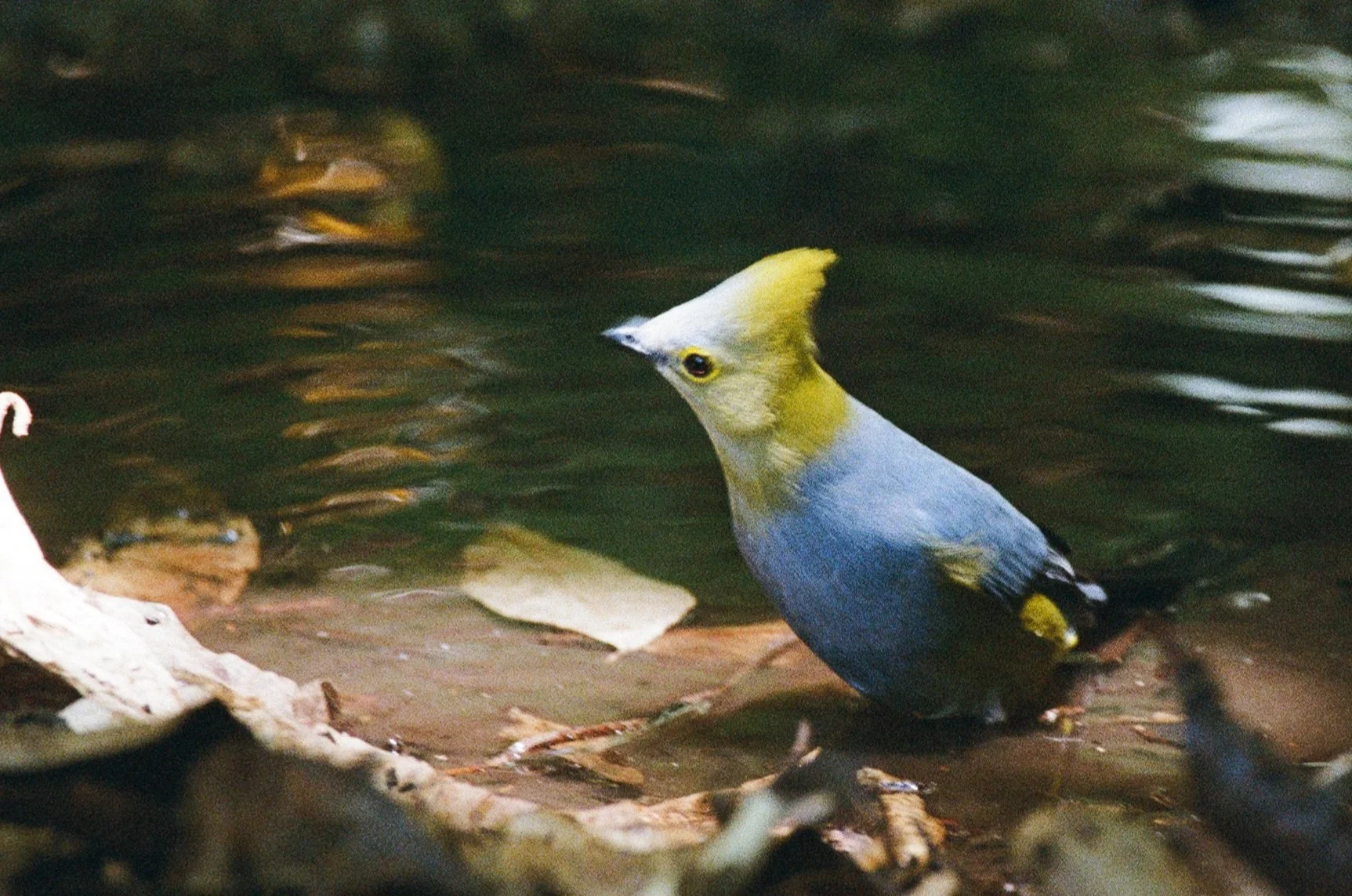 000088490006_25A (1).jpg
