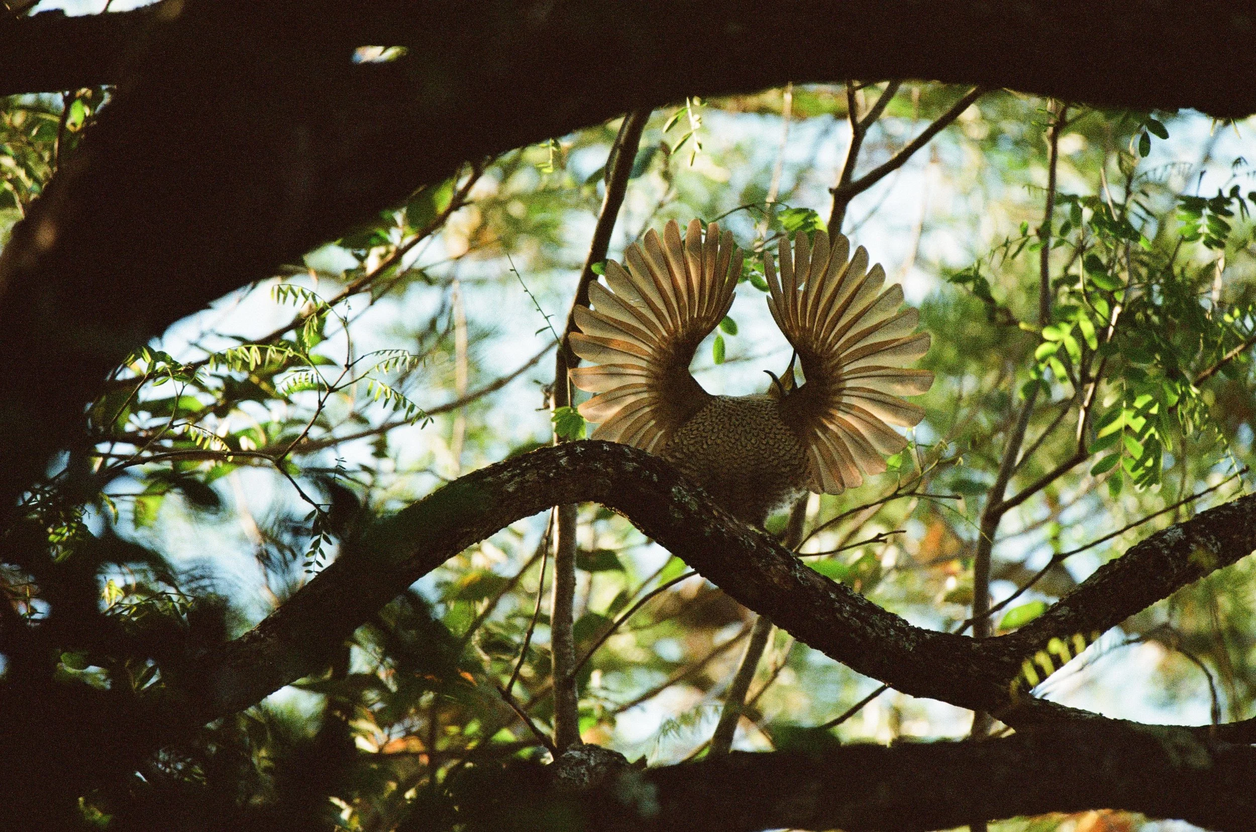Paradise riflebird.jpg