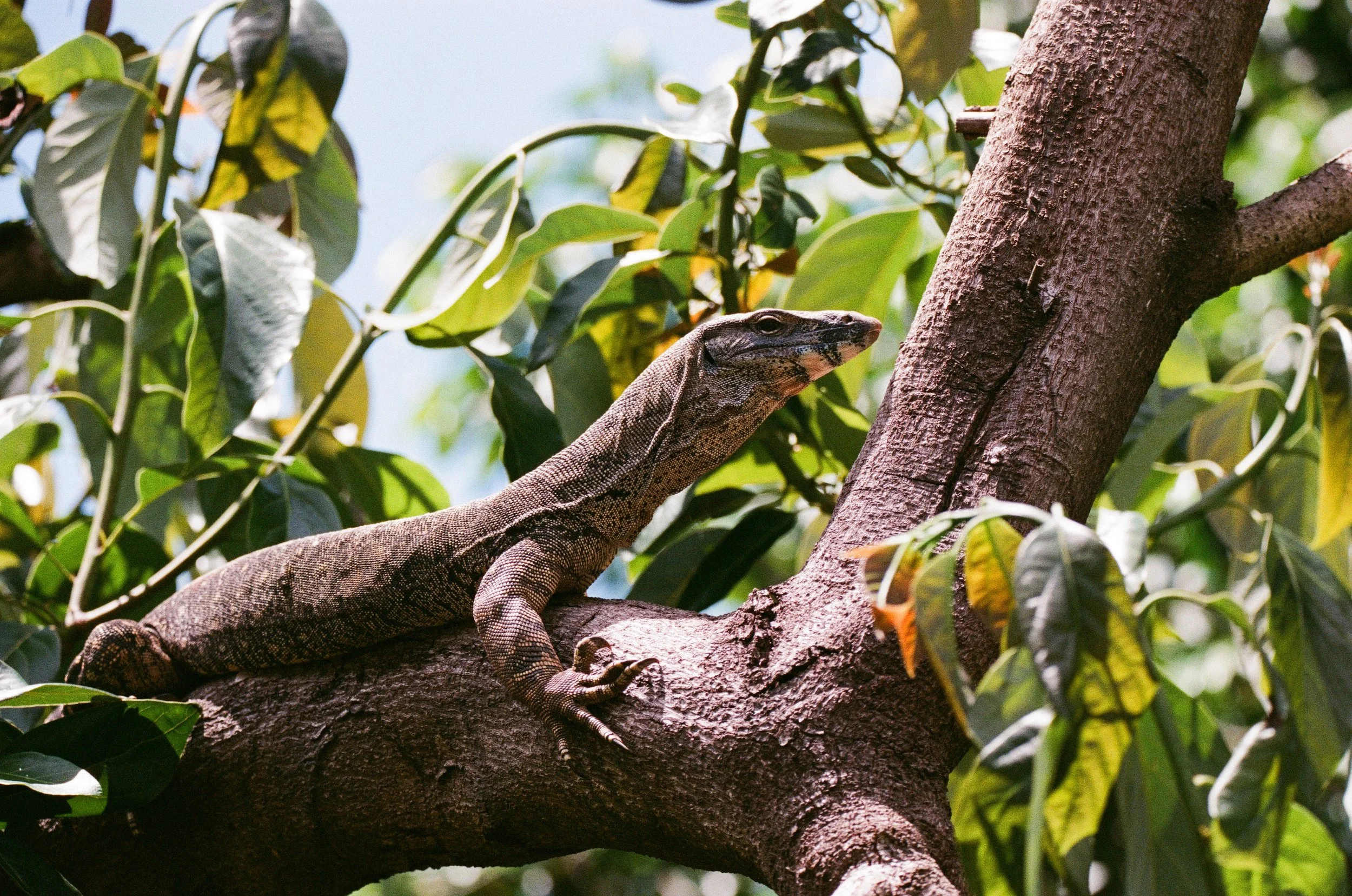 goanna1.jpg