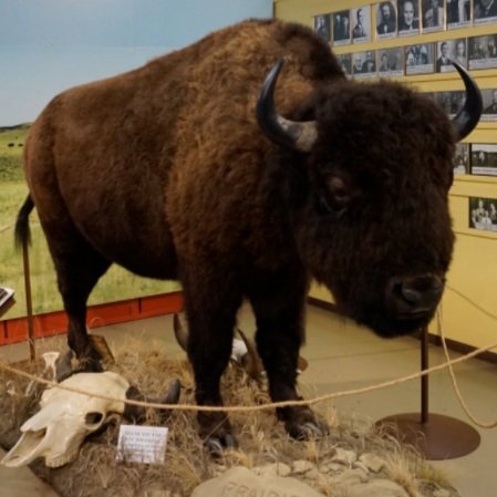 Bison Symposium