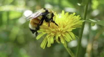 Plentiful Pollinators: Guided Walk