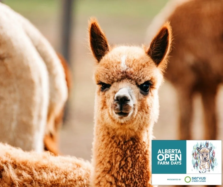 Alberta Open Farms Days