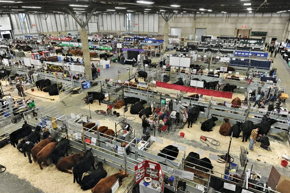 A large indoor livestock exhibition with cows in pens, people showing and caring for animals, various booths and equipment, and a high ceiling.
