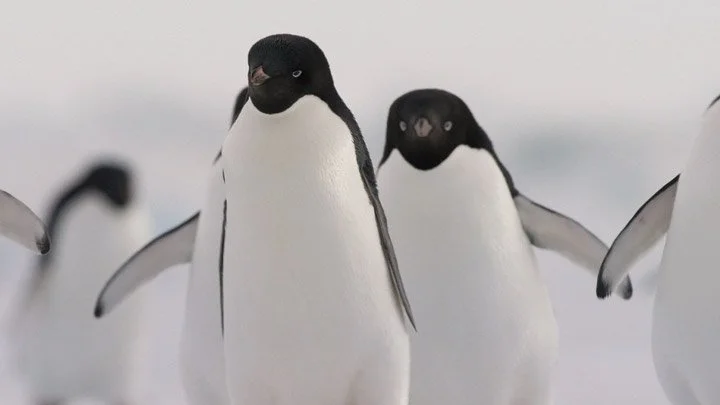 IMAX at Telus World of Science: Penguins A Love Story
