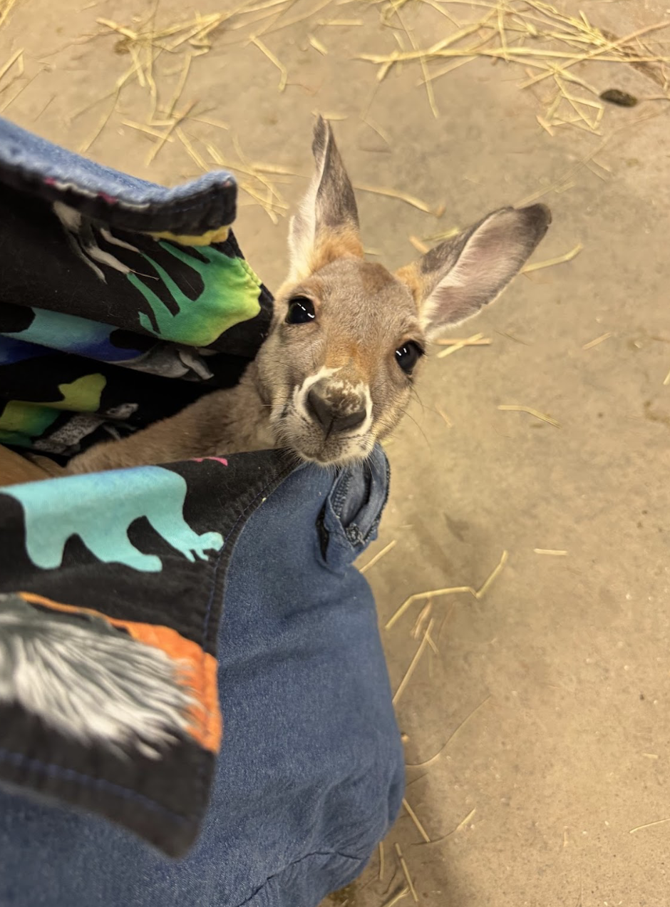 Wildlife Festival - Edmonton.family .png