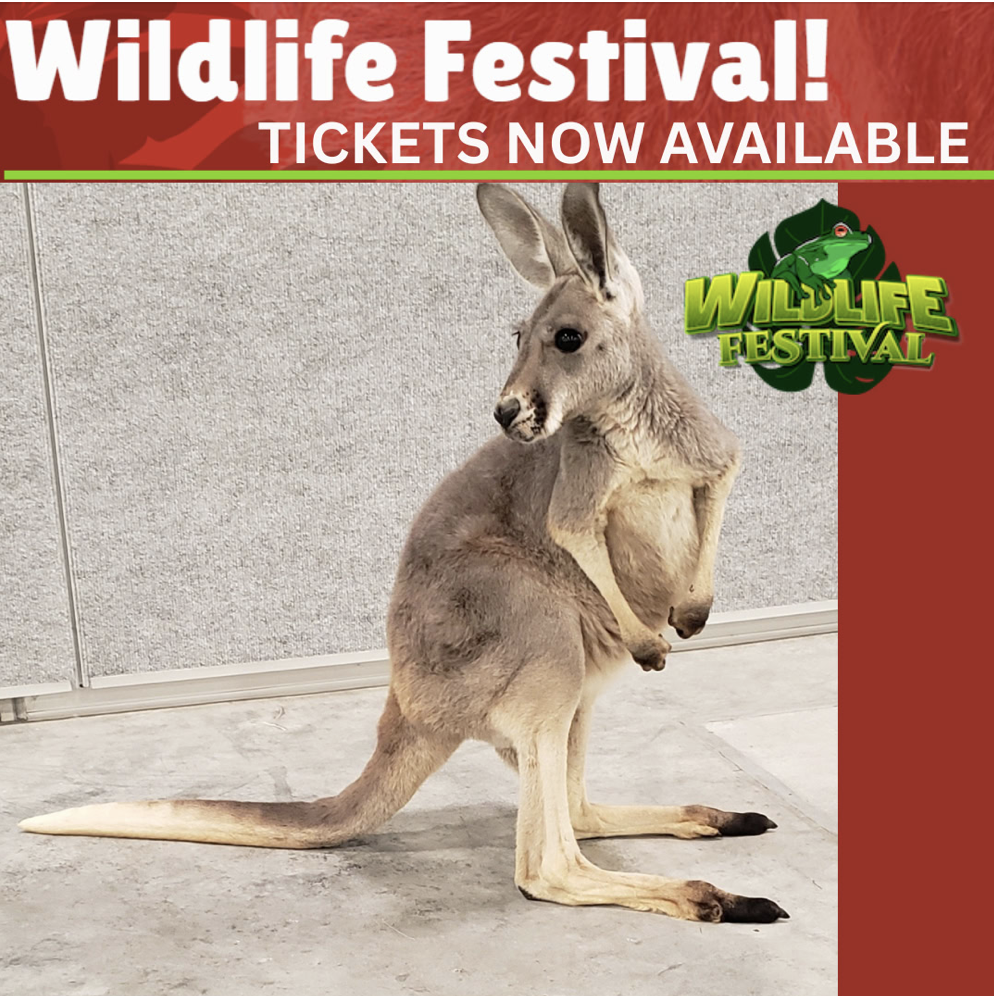 Meet a Sloth, Capybara, Porcupine &amp; More at The Wildlife Festival in Edmonton in March 