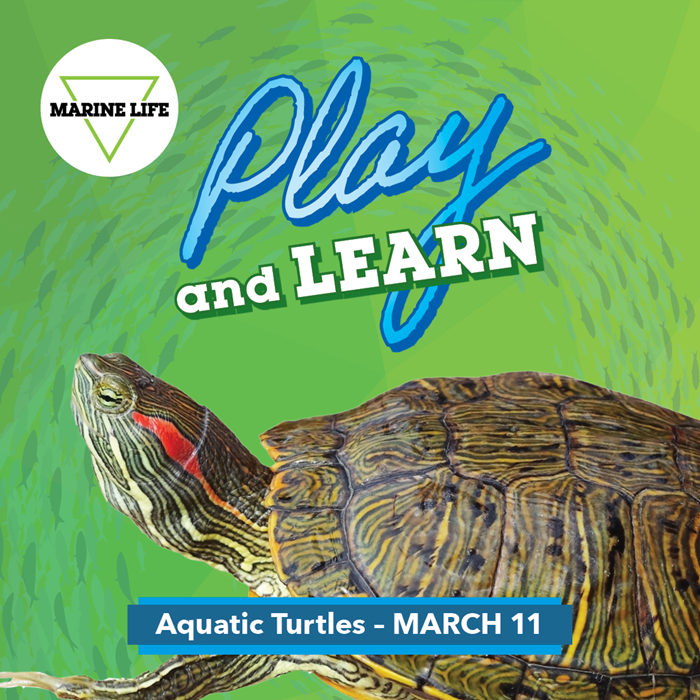 WEM Marine Life Play &amp; Learn: Aquatic Turtles 