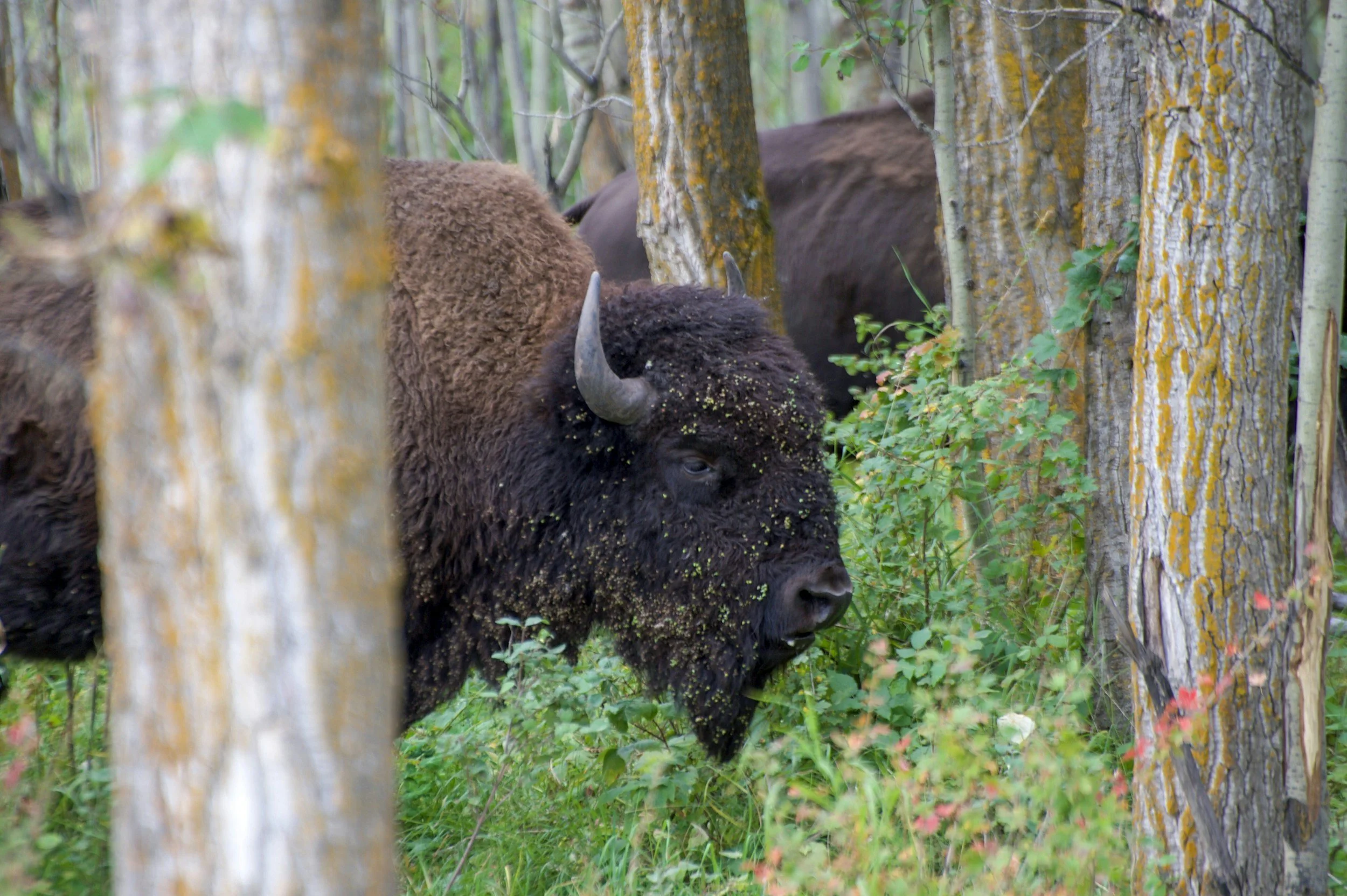 FREE Bison Backstage Tour Guided Hike at Elk Island National Park 