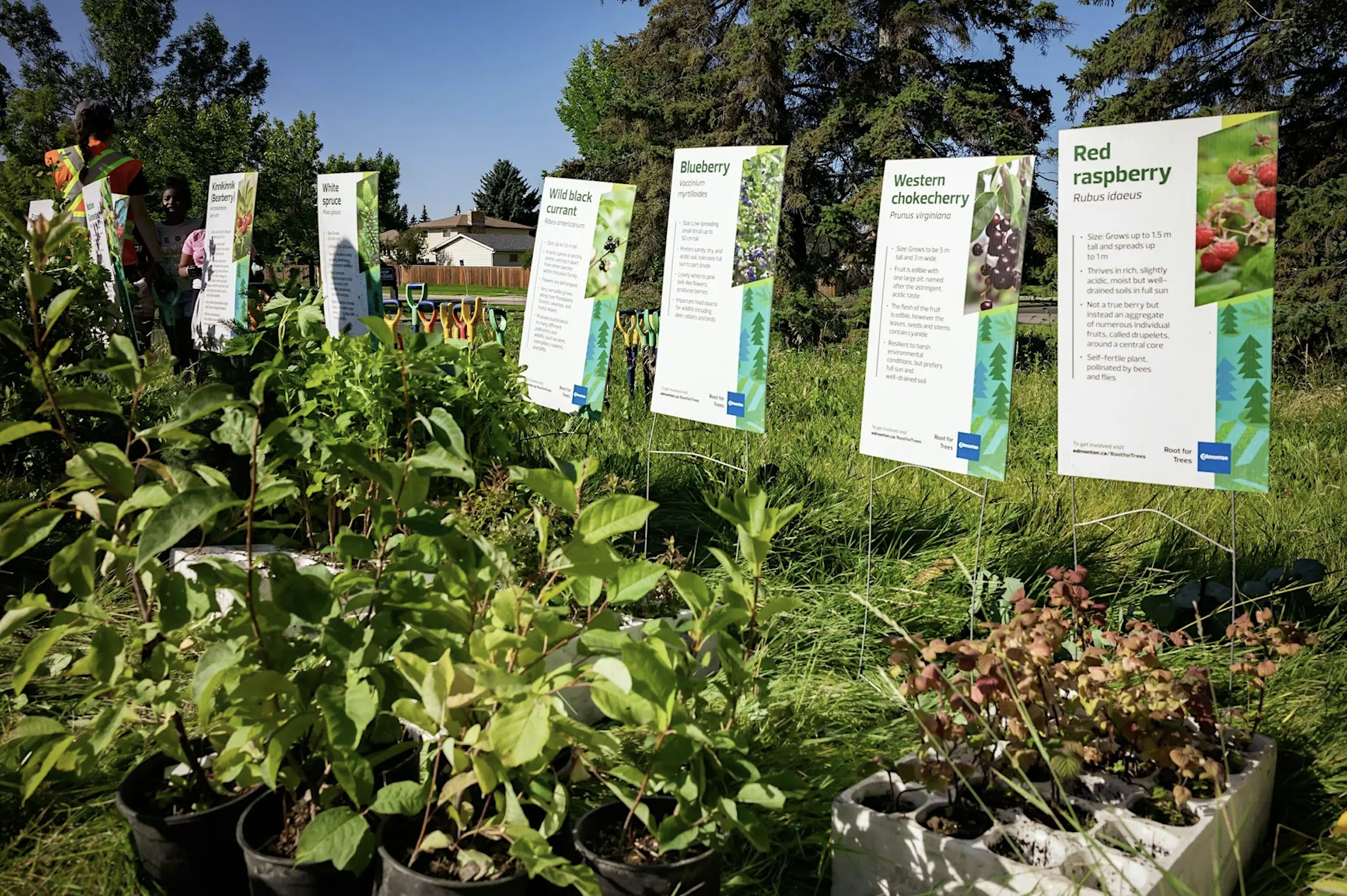 Rooting for Rat Creek- Tree Planting Event