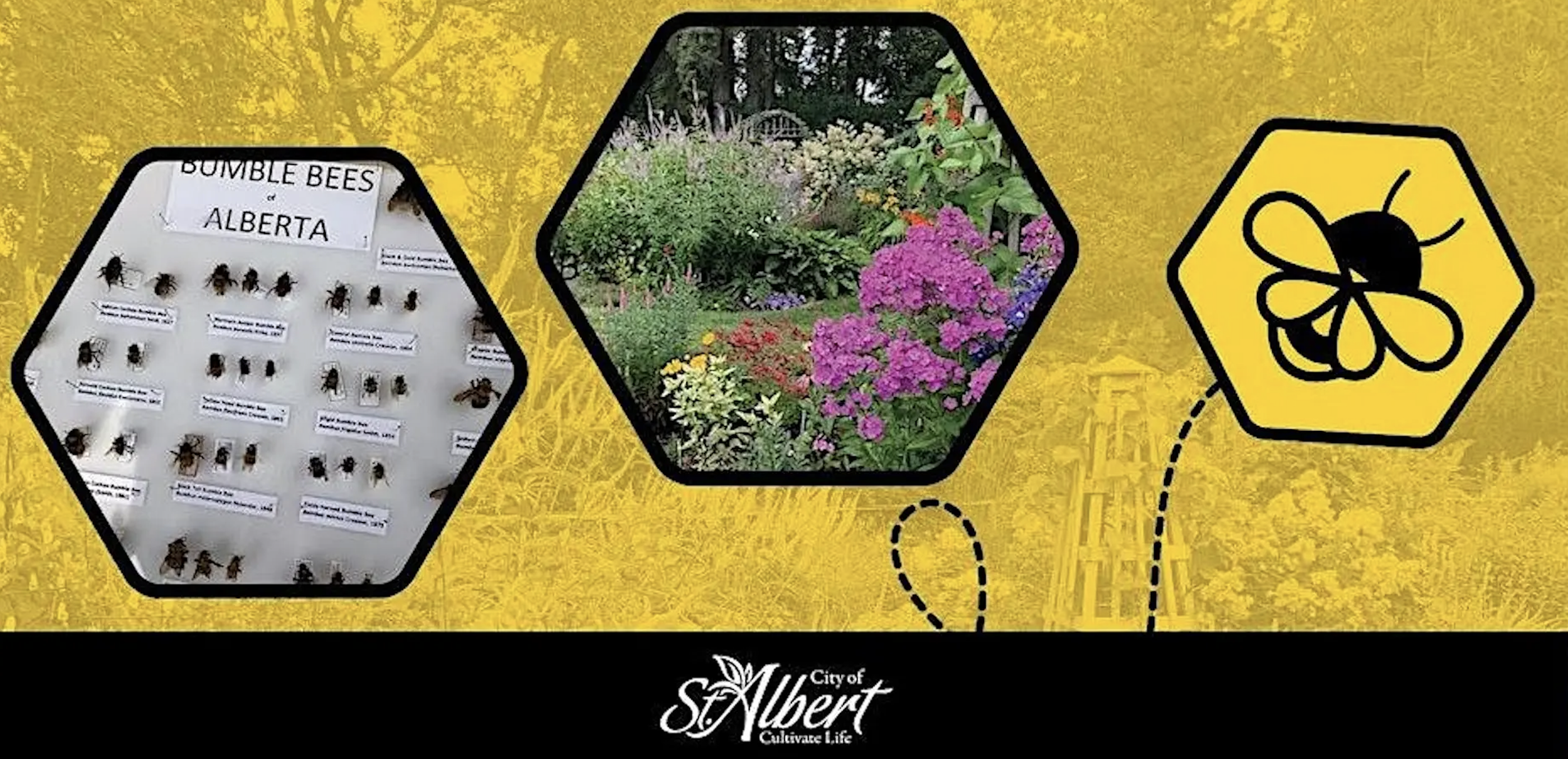Native Pollinator 101 and Walk
