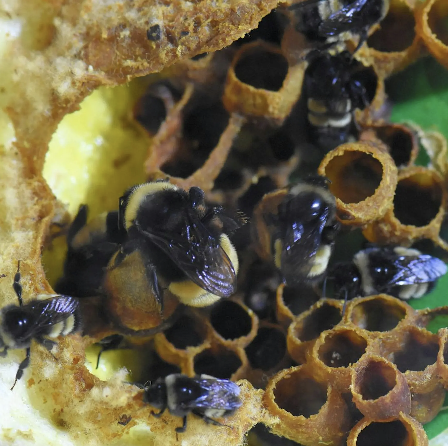 National Pollinator Week Walk: Save the bees?