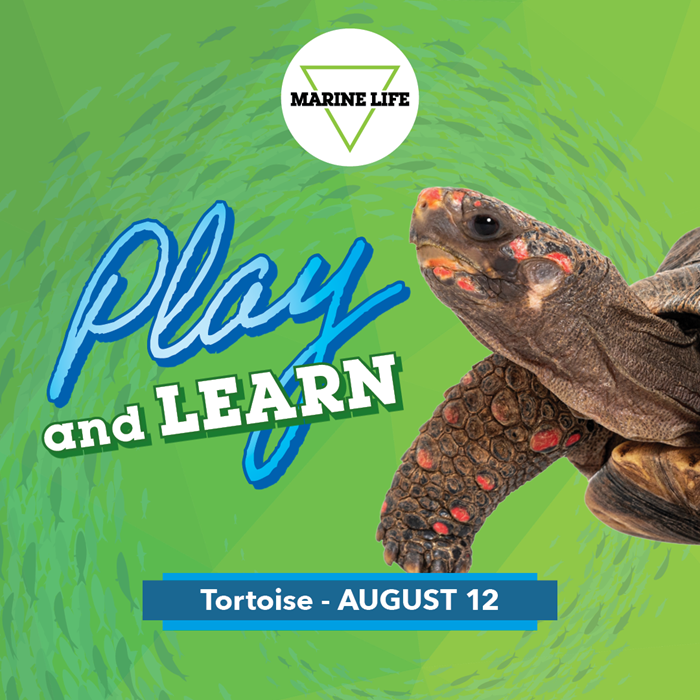 August Play and Learn at Marine Life