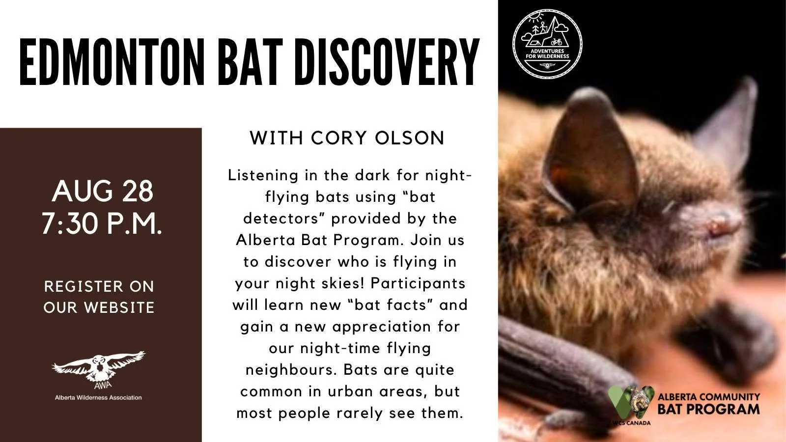 Edmonton Bat Discovery