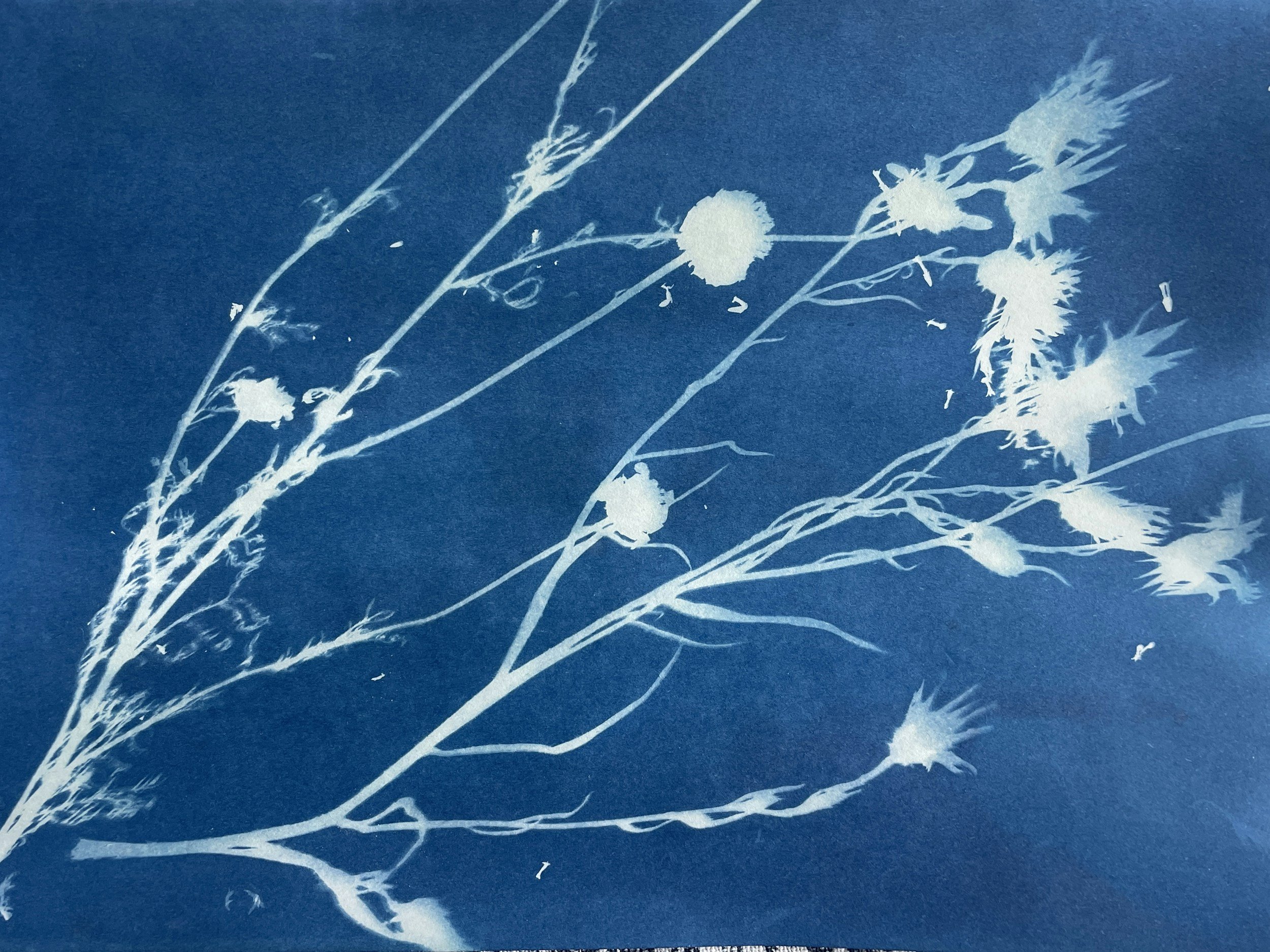 FREE Botanical Photograms: Cyanotype at Smeltzer House