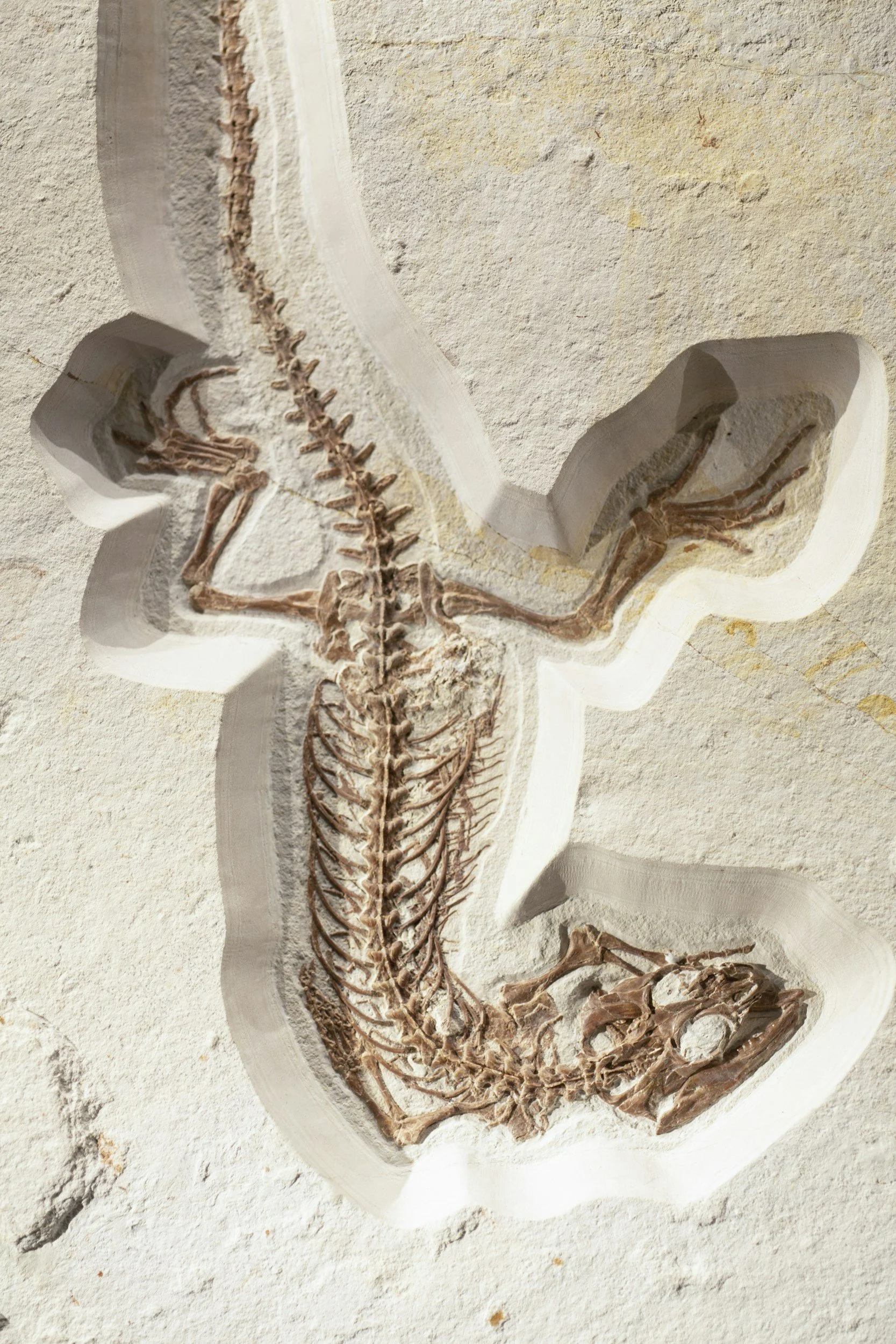Junior Museum Skills Workshop: Ice Age Palaeontology