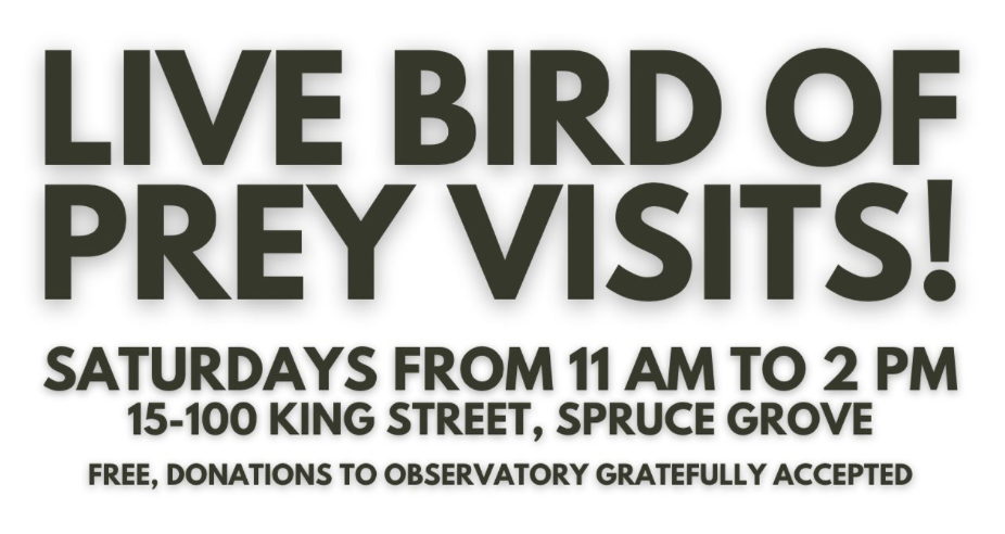 Live Bird of Prey Visits at Backyard Birds Nature Shop
