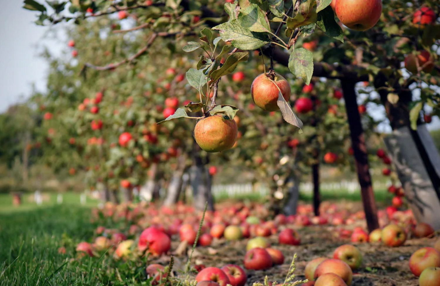 Use this Edmonton Tree Map to Find Edmonton Fruit Trees for Picking