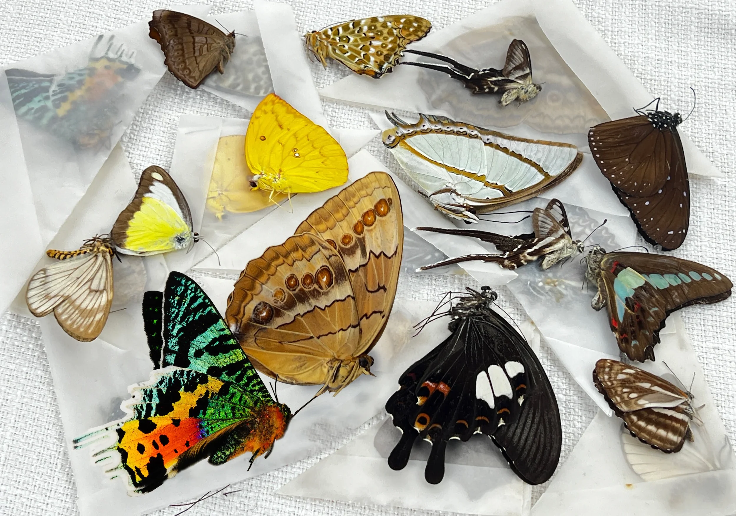 Register for a Junior Museum Skills Bug Pinning Workshop at Royal Alberta Museum 