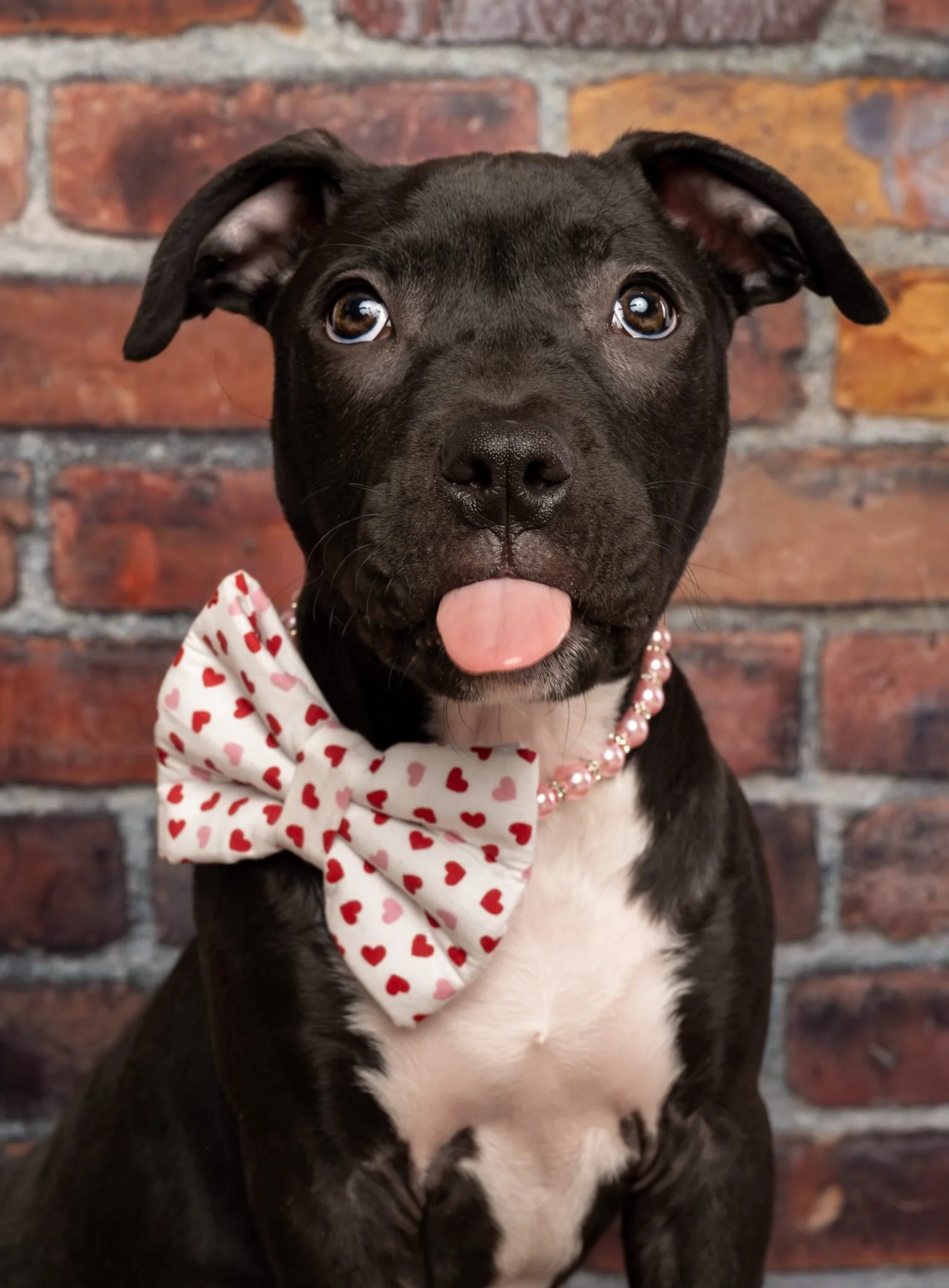 A cute black and white dog with a pink tongue sticking out, wearing a white bow with red hearts and a pink pearl necklace, sitting in front of a brick wall.