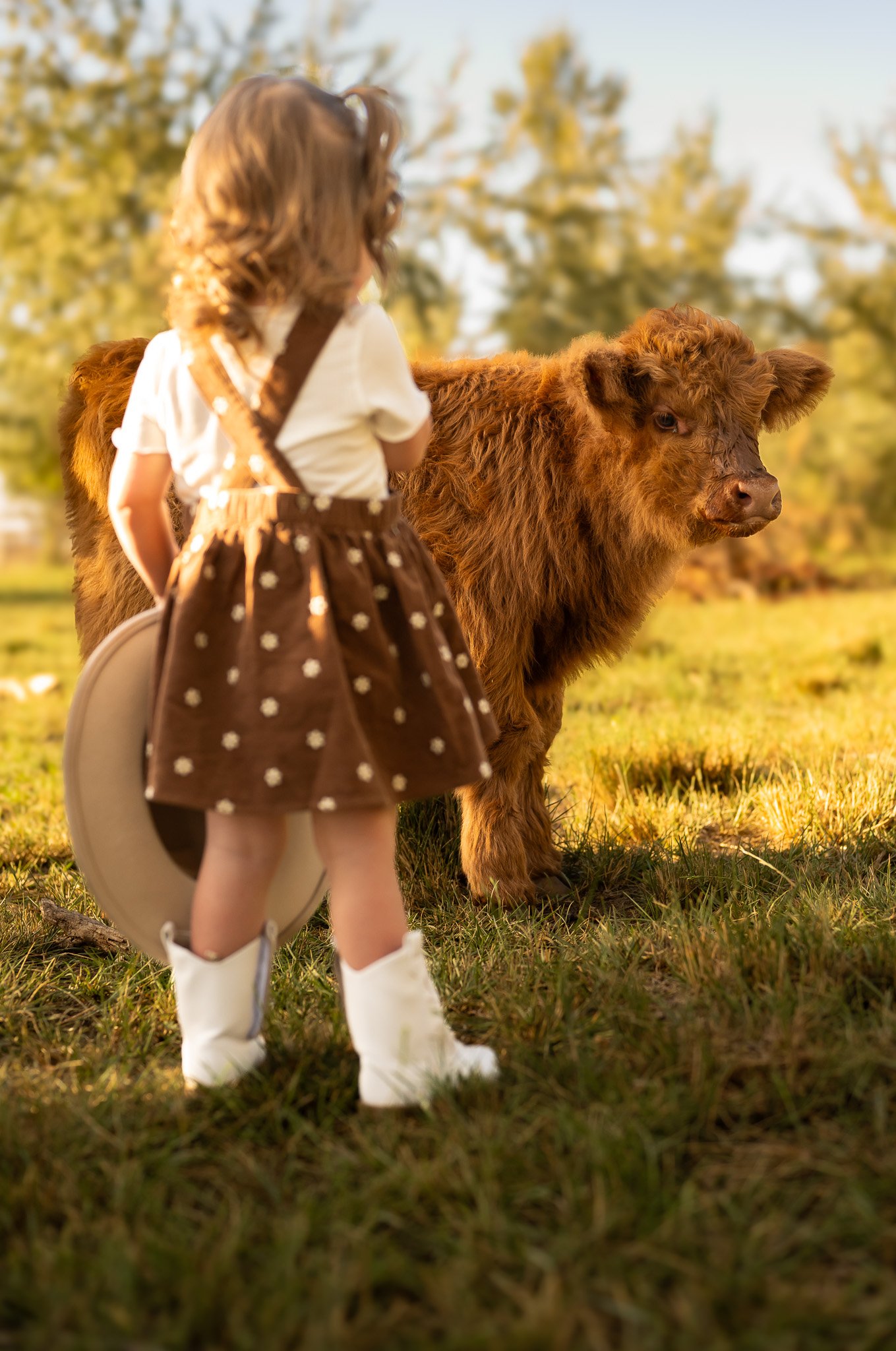 Little girl in a white shirt and brown skirt with white polka dots and white boots holding a hat standing facing away from the camera looking at a miniature highland cow