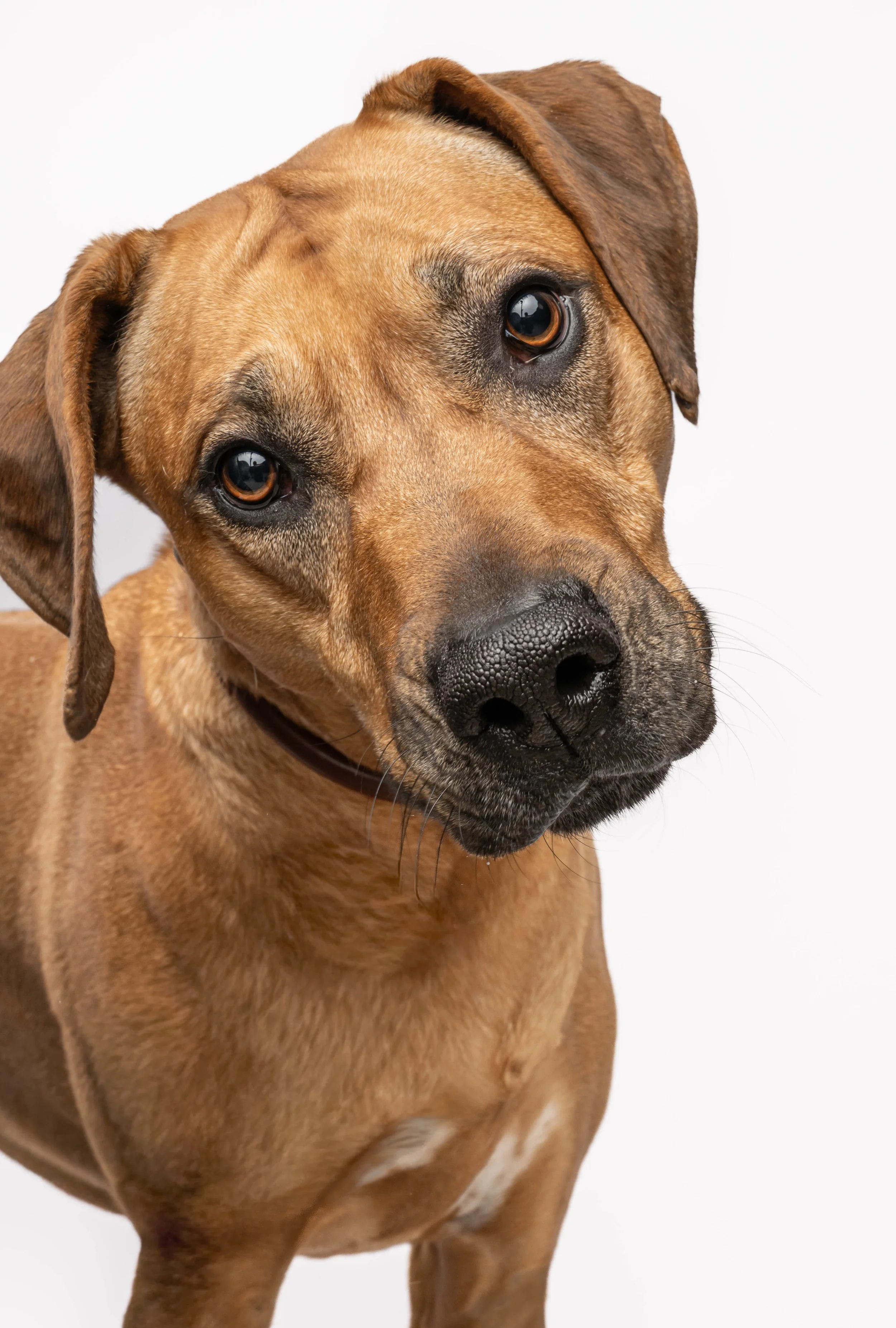 Close-up of a brown dog with expressive eyes against a plain white background.