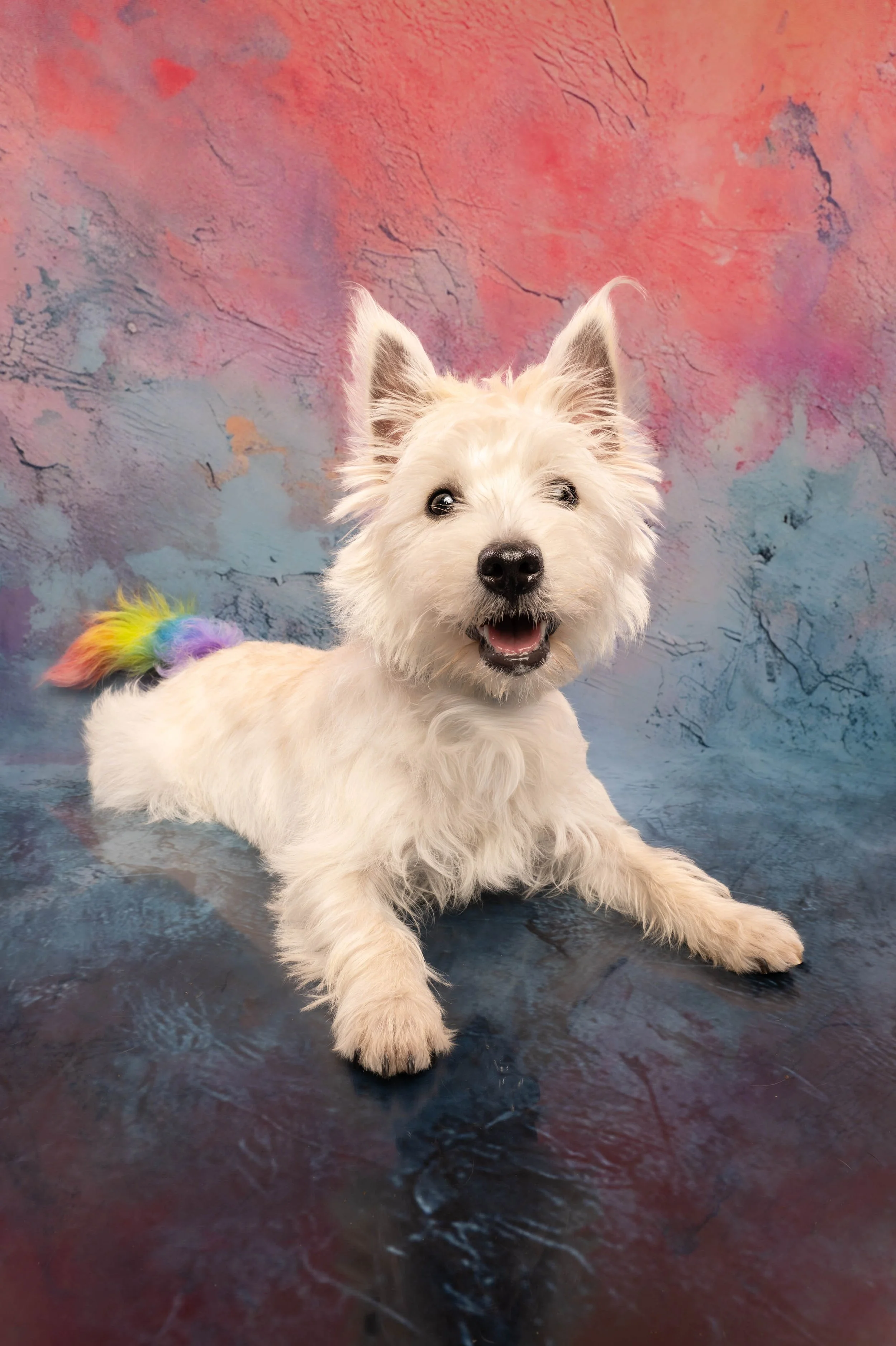 DOG_0927.jpg