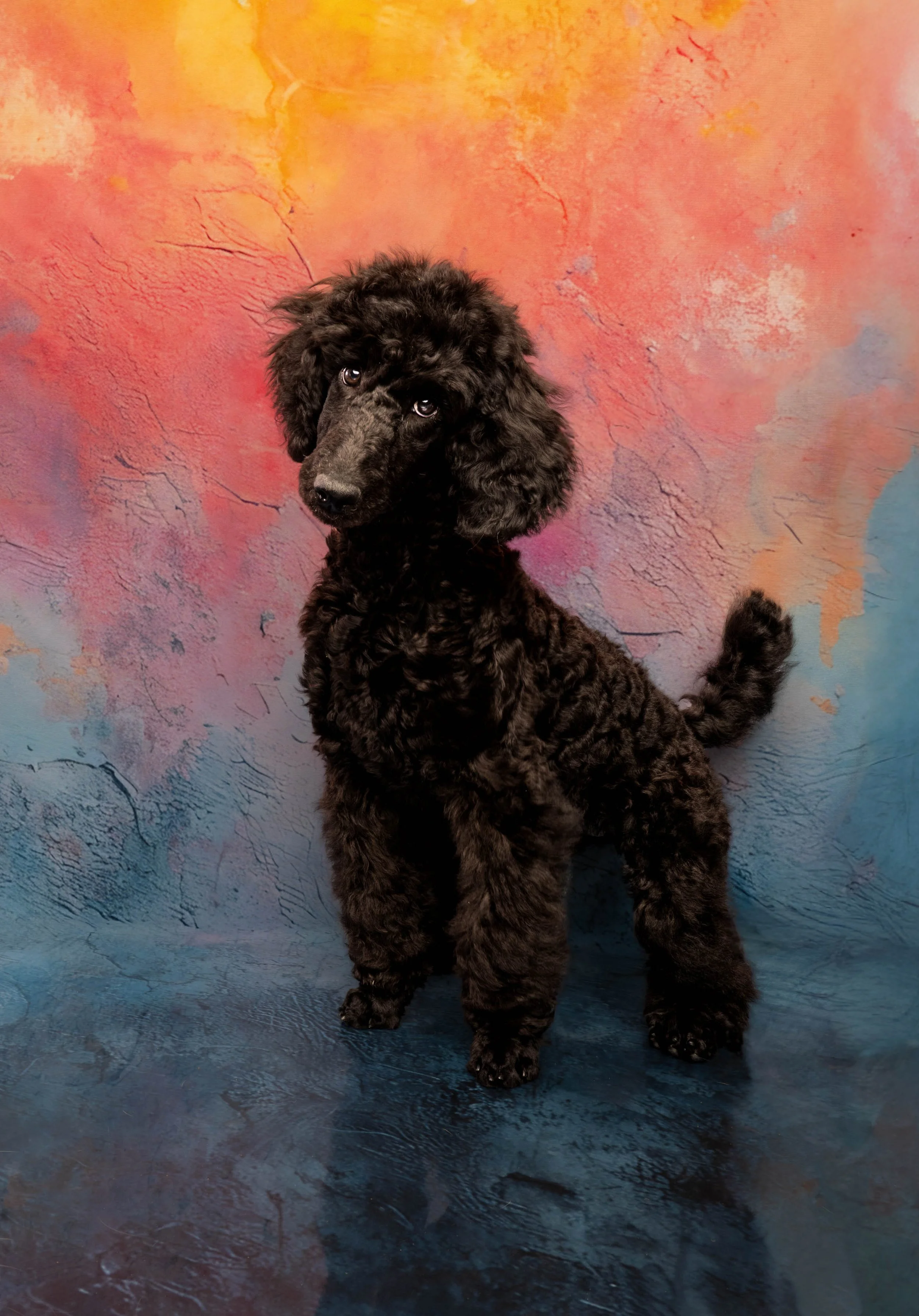 DOG_0818.jpg