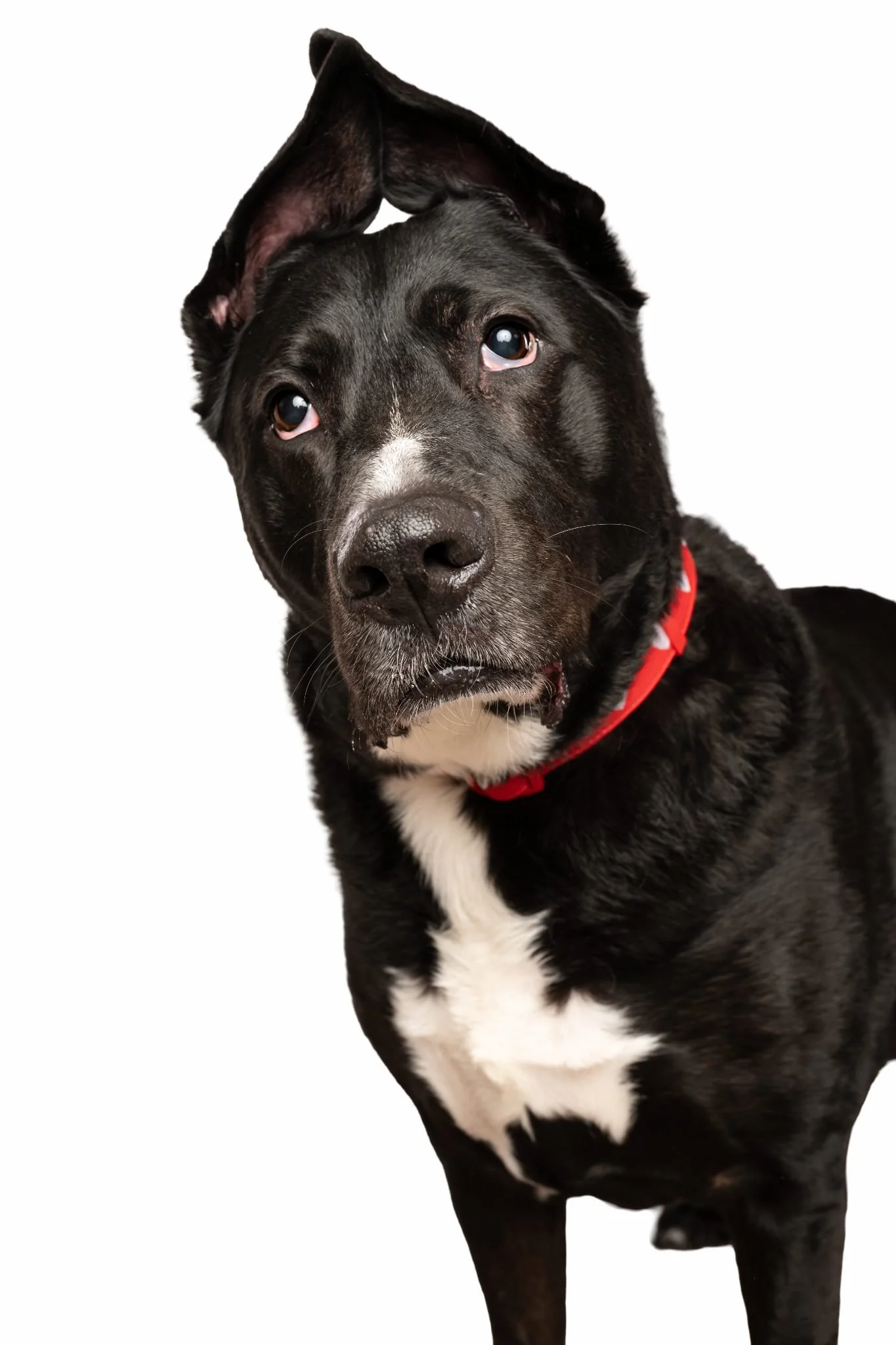 A black dog with a white patch on its chest, wearing a red collar, has one ear flopped down and the other standing up, with a curious expression.