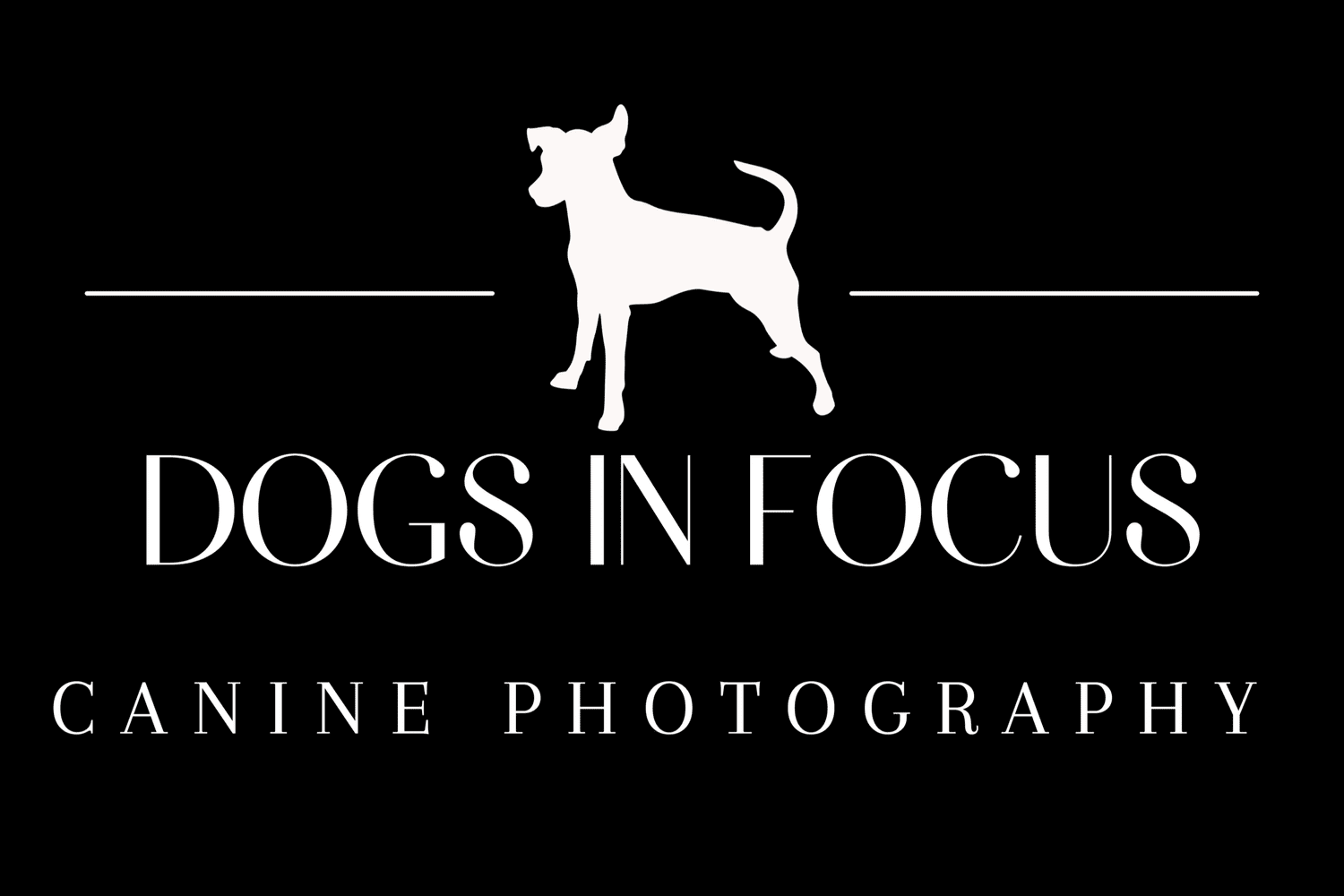 Dogs in Focus