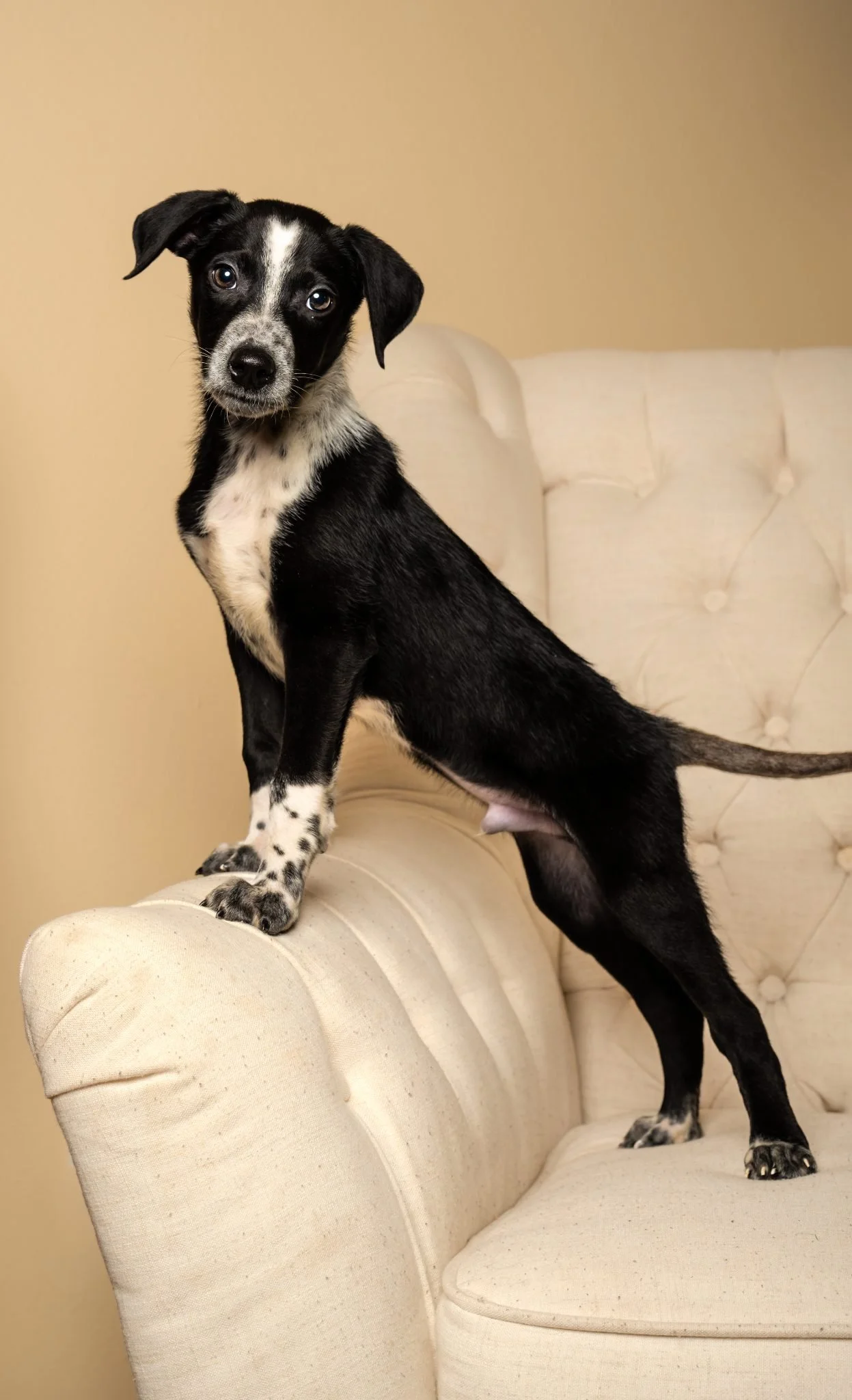 A black and white puppy standing on a cream-colored couch.