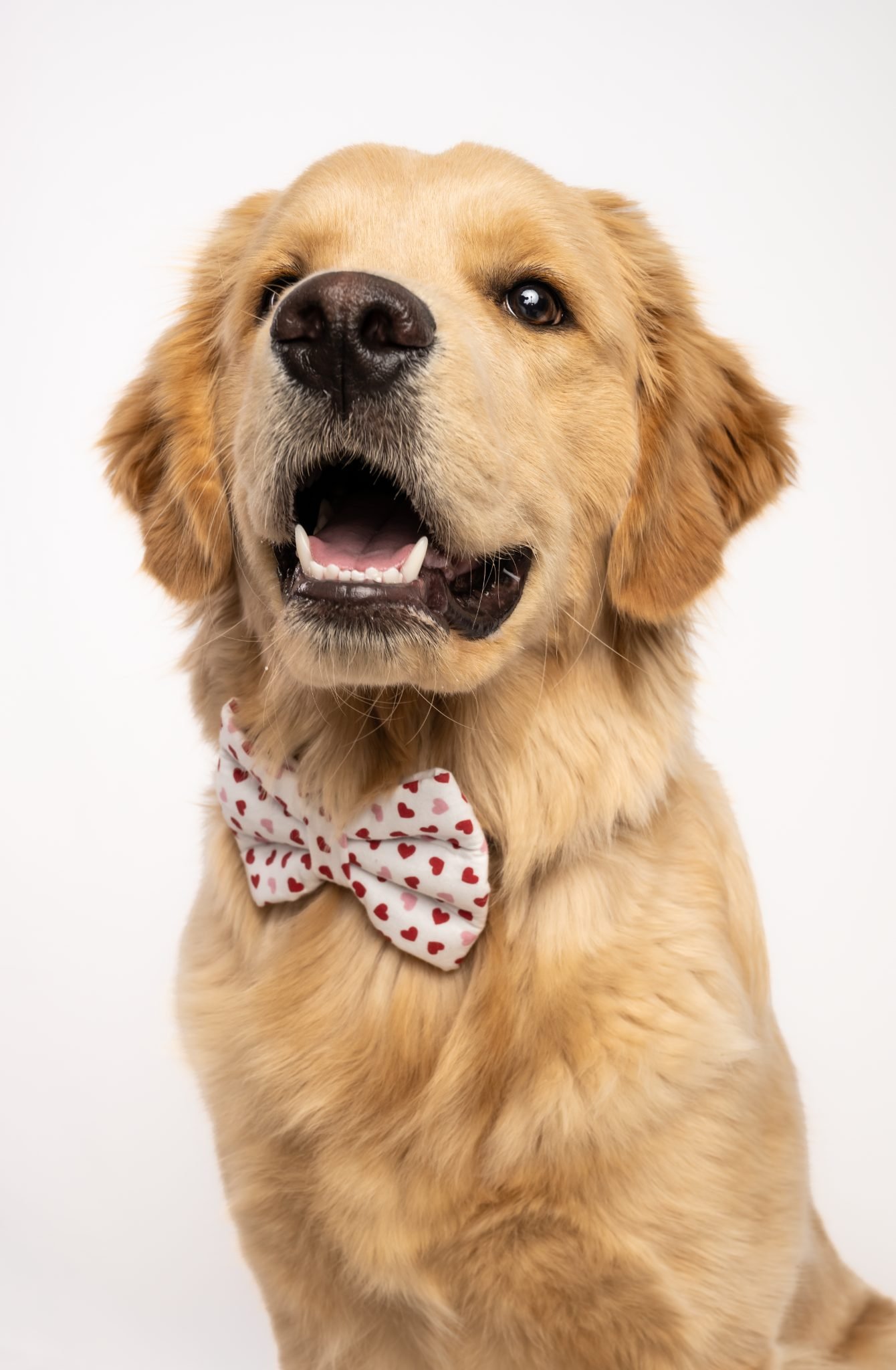 A happy Golden Retriever wearing a white bow tie with red hearts on a white background.