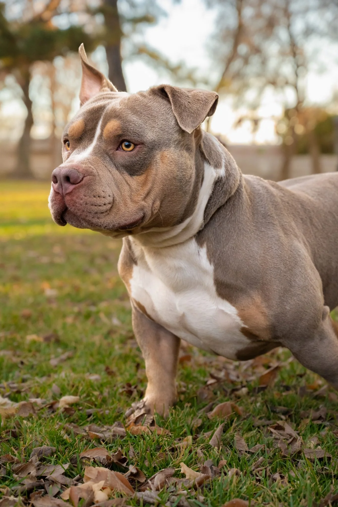 A muscular pitbull standing outdoors on grass with fallen leaves, with trees and a fence in the background.